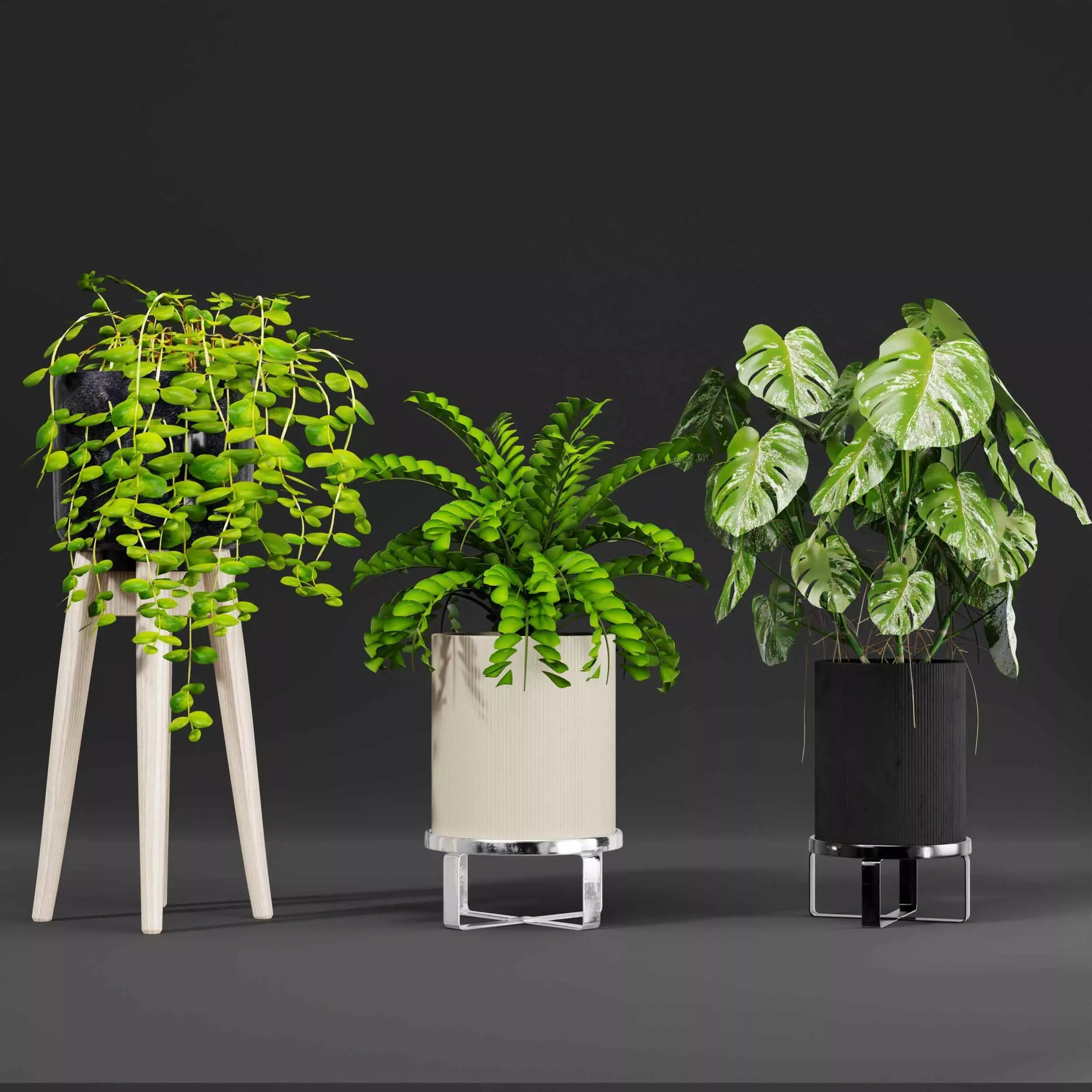 indoor plant collection 05 3D model_0