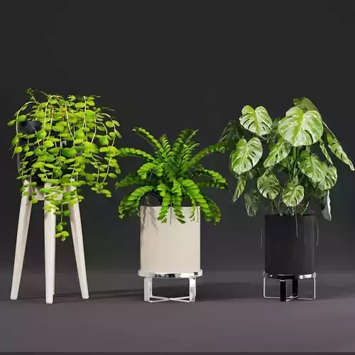 indoor plant collection 05