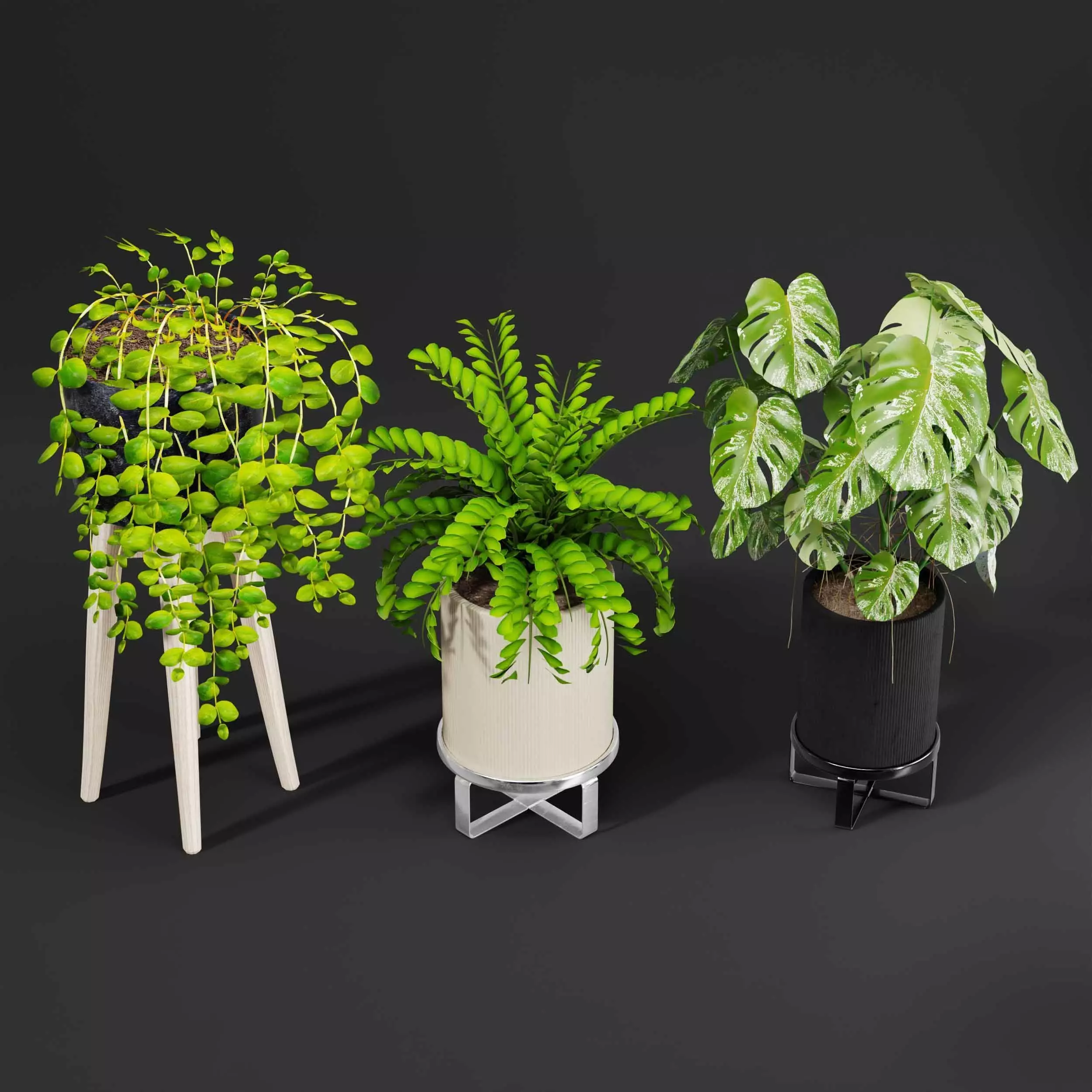 indoor plant collection 05 3D model_1