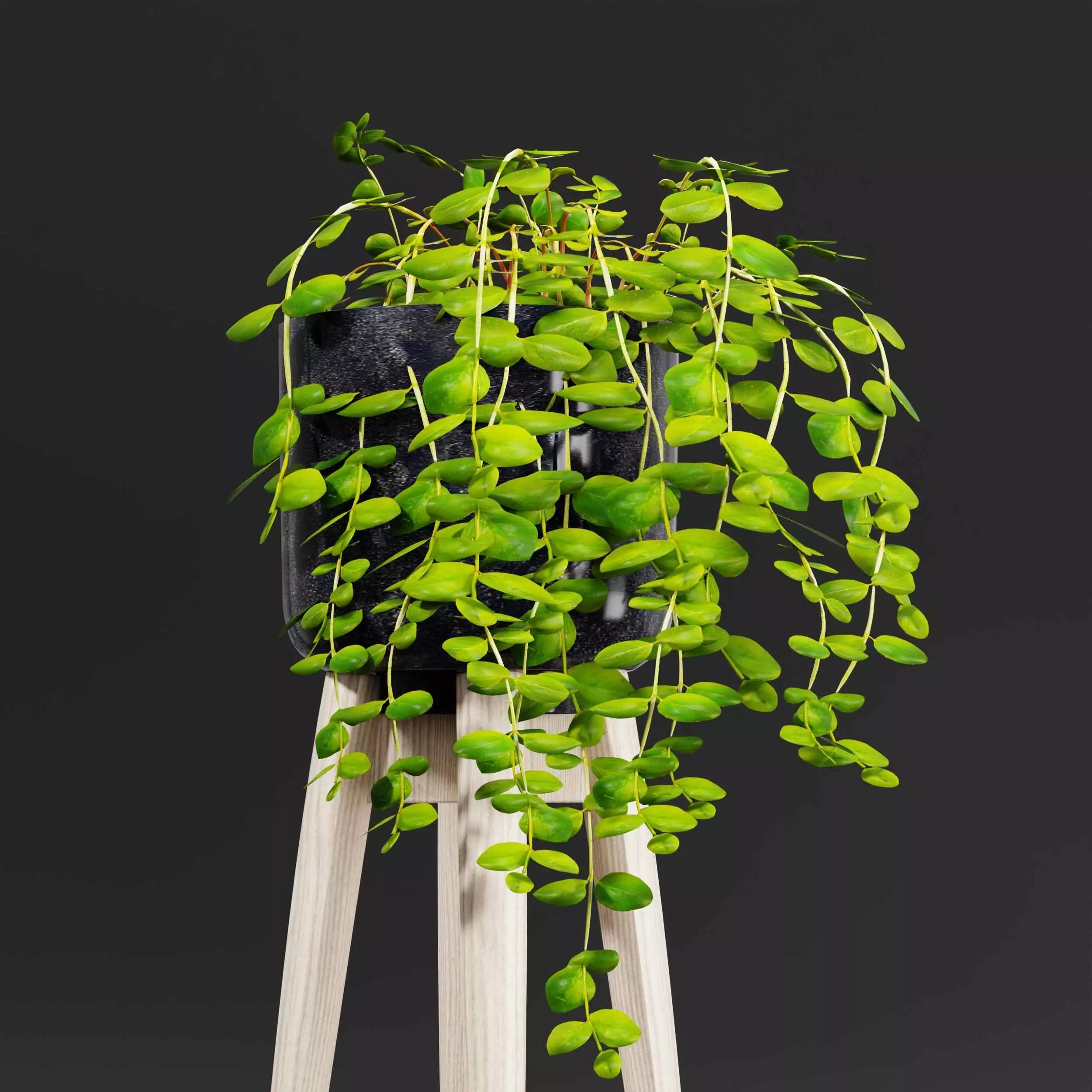 indoor plant collection 05 3D model_2
