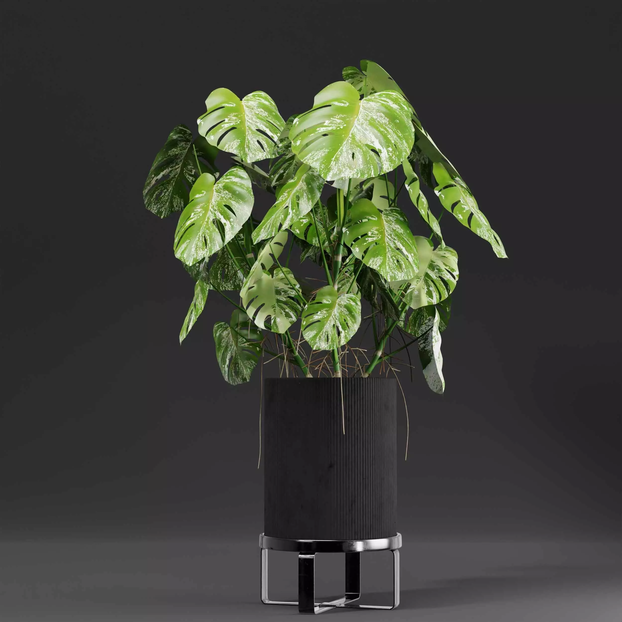 indoor plant collection 05 3D model_3