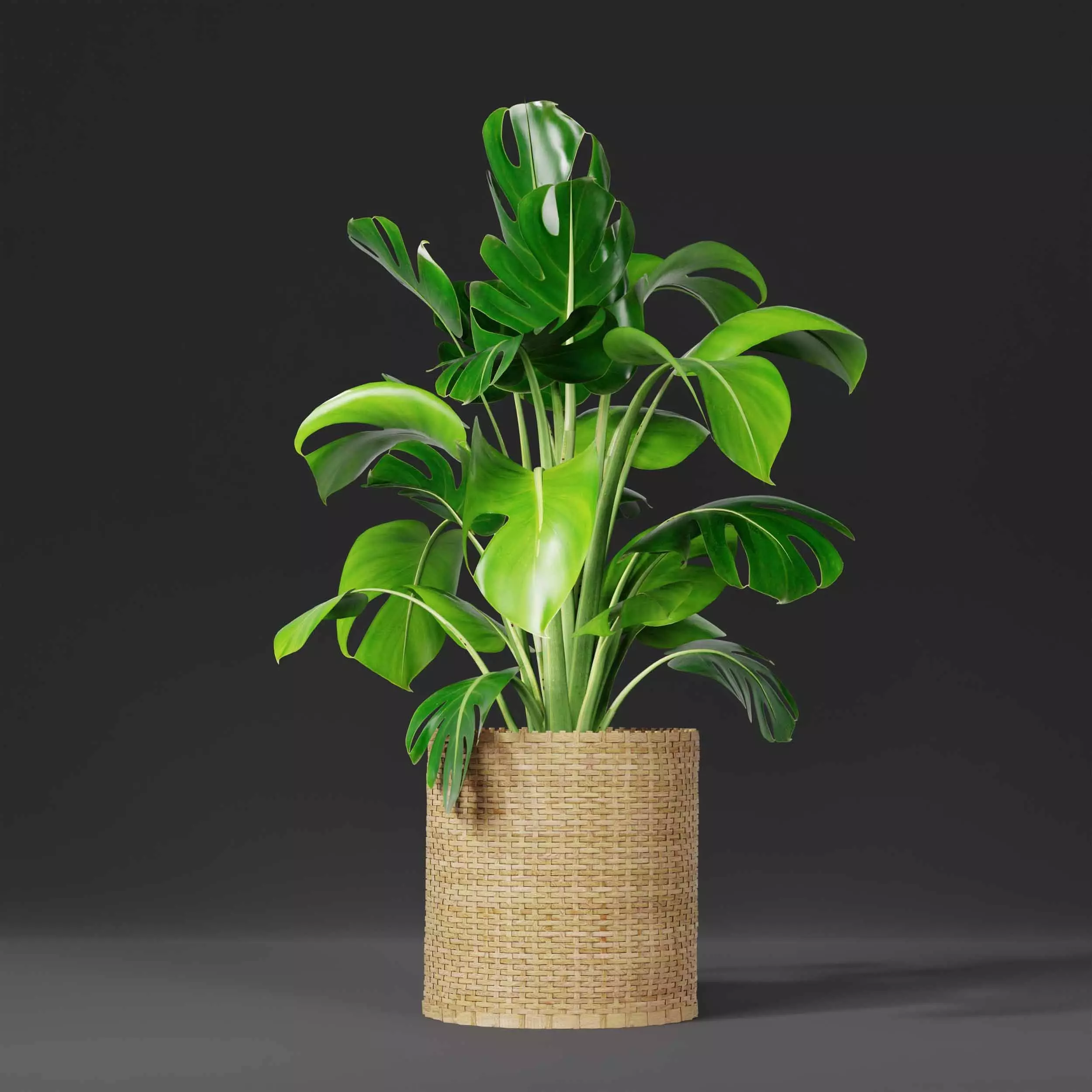 indoor plant collection 06 3D model_5
