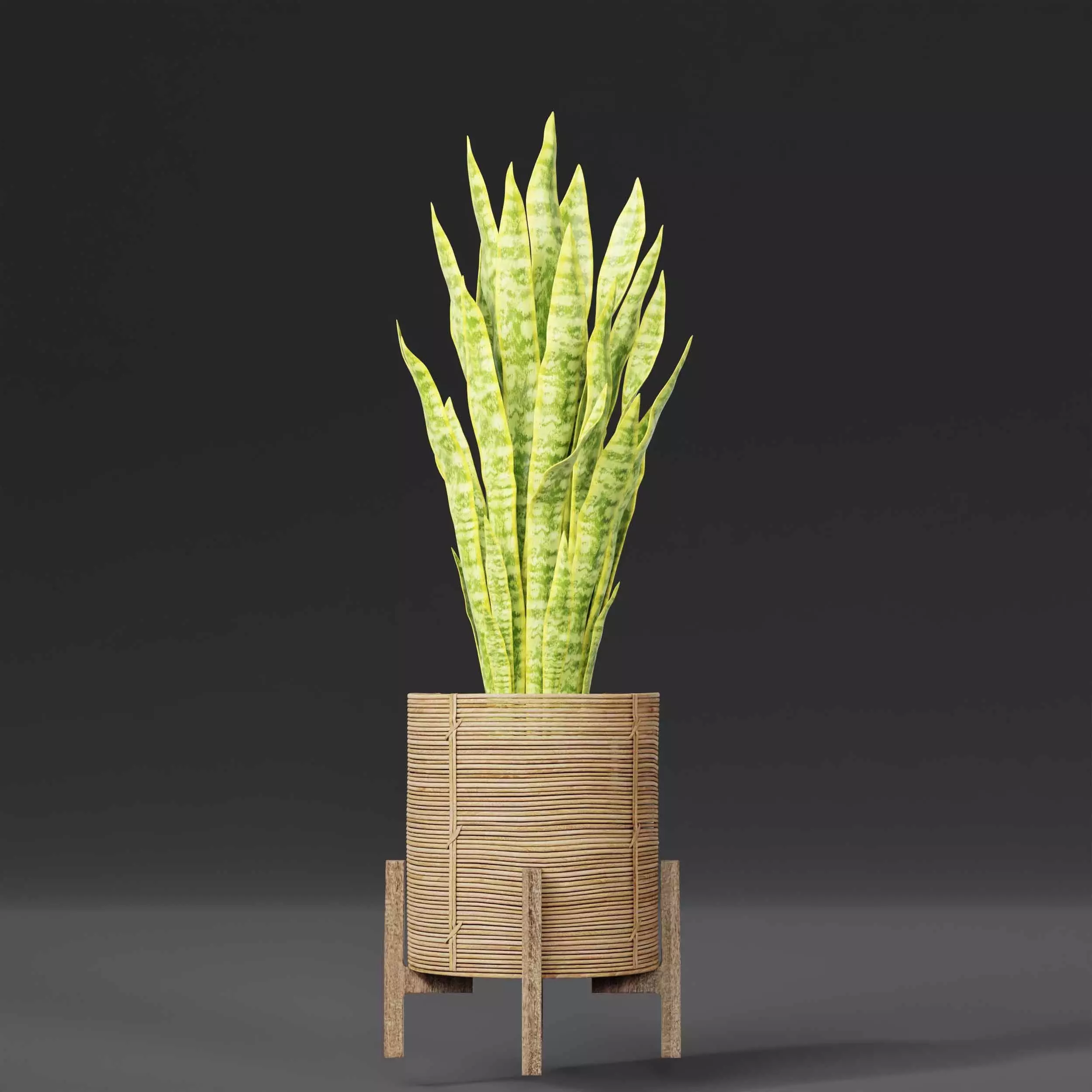 indoor plant collection 06 3D model_3