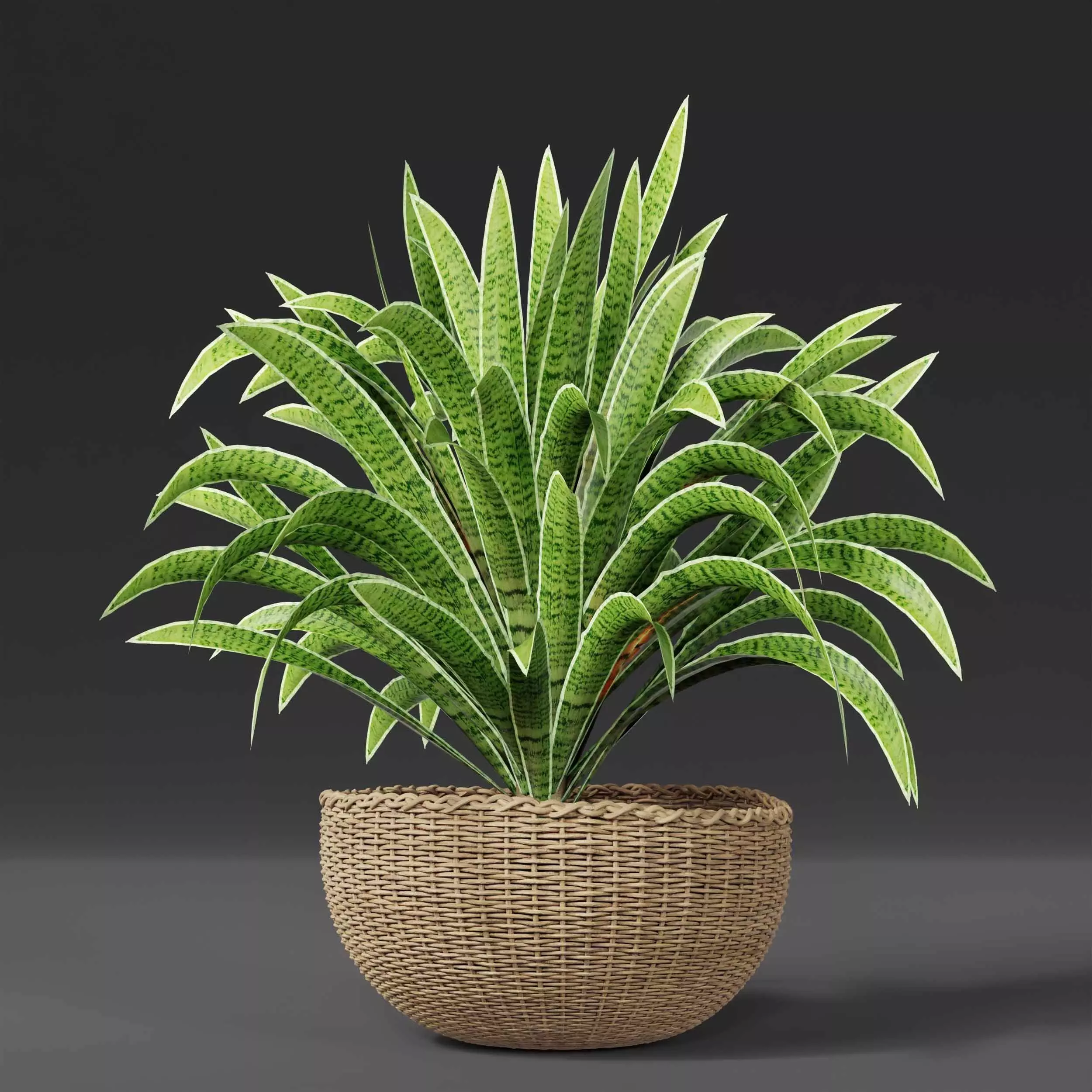 indoor plant collection 06 3D model_2