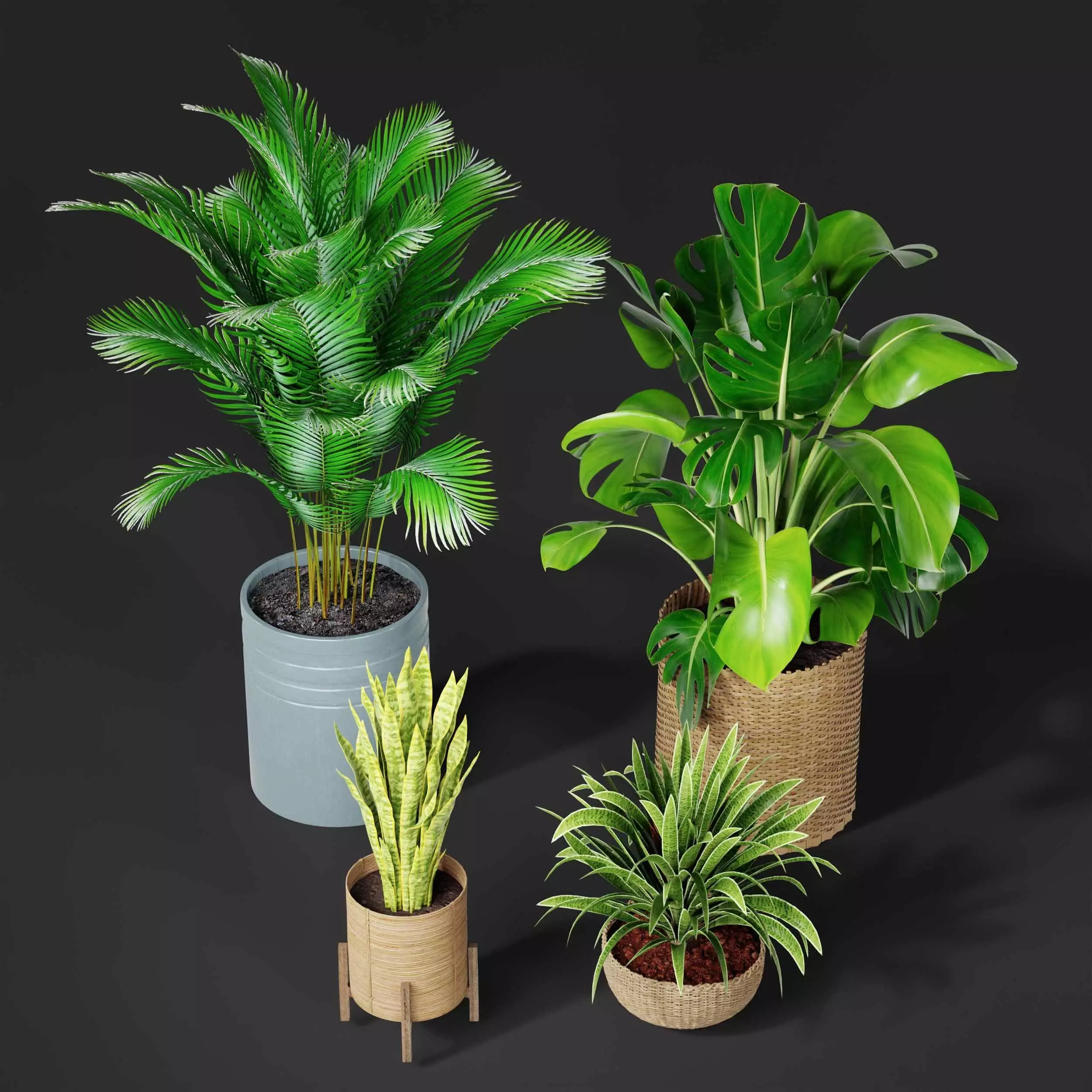 indoor plant collection 06 3D model_1