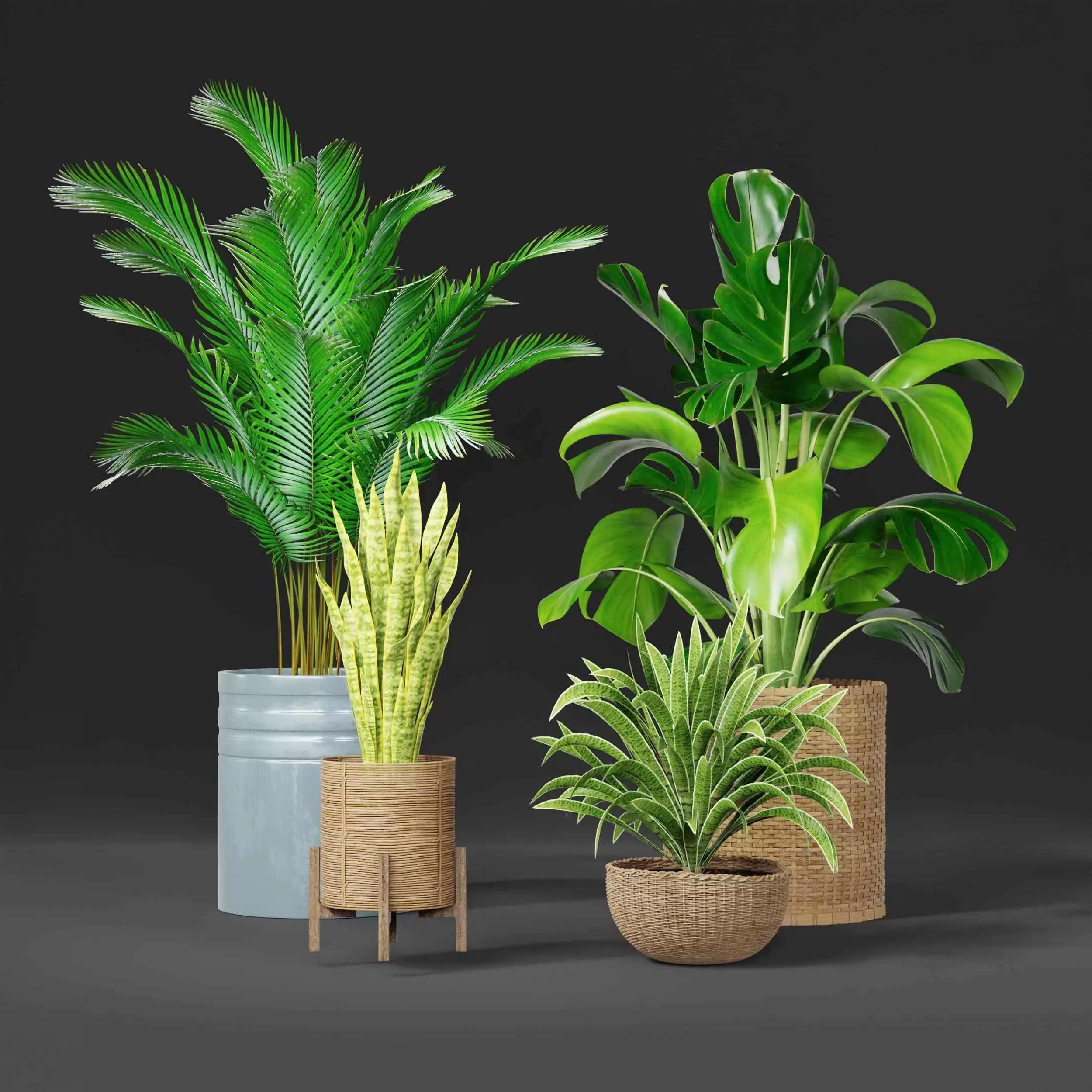 indoor plant collection 06 3D model_0