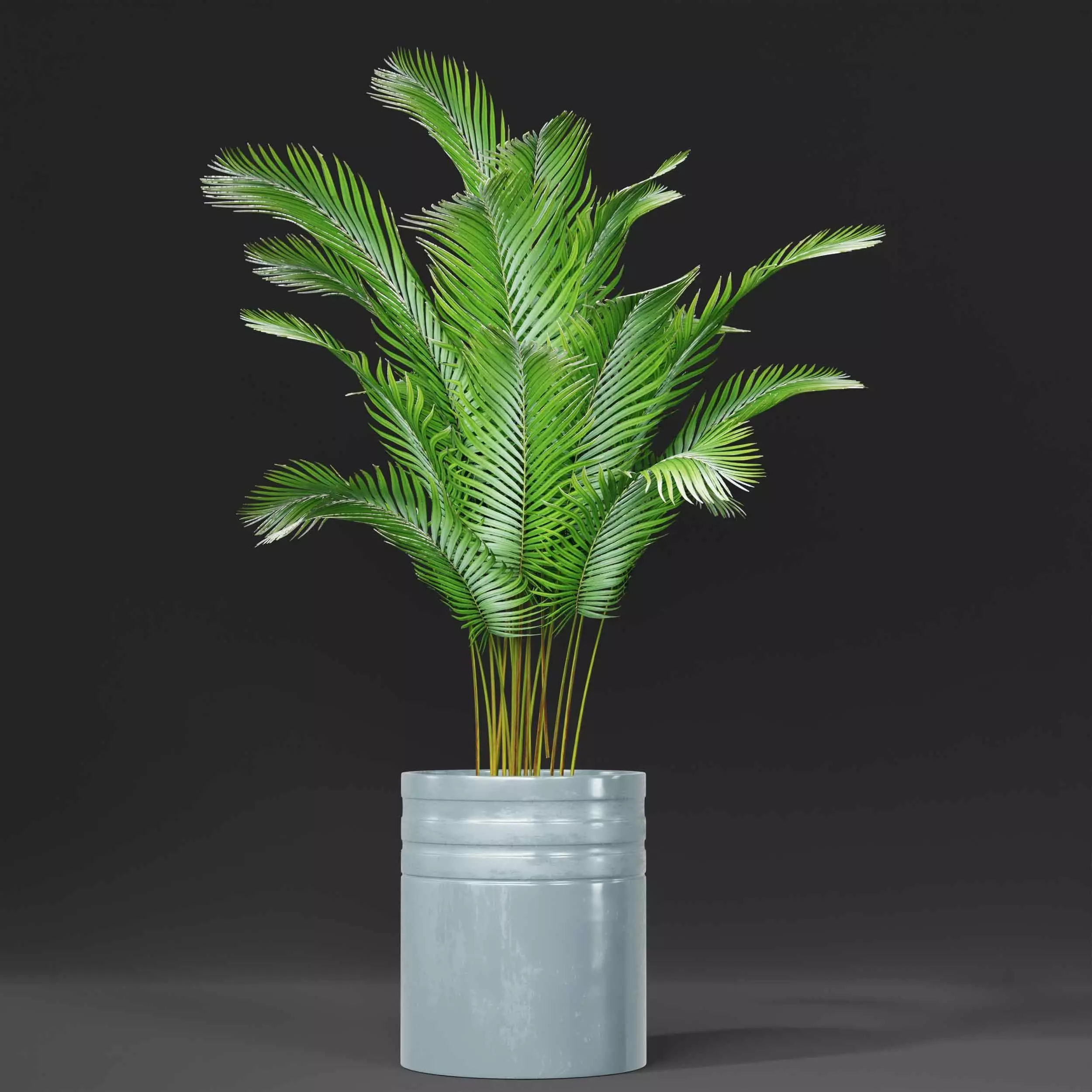 indoor plant collection 06 3D model_4