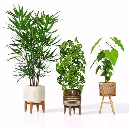 indoor plant collection 07