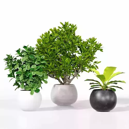 plant collection with ceramic pot