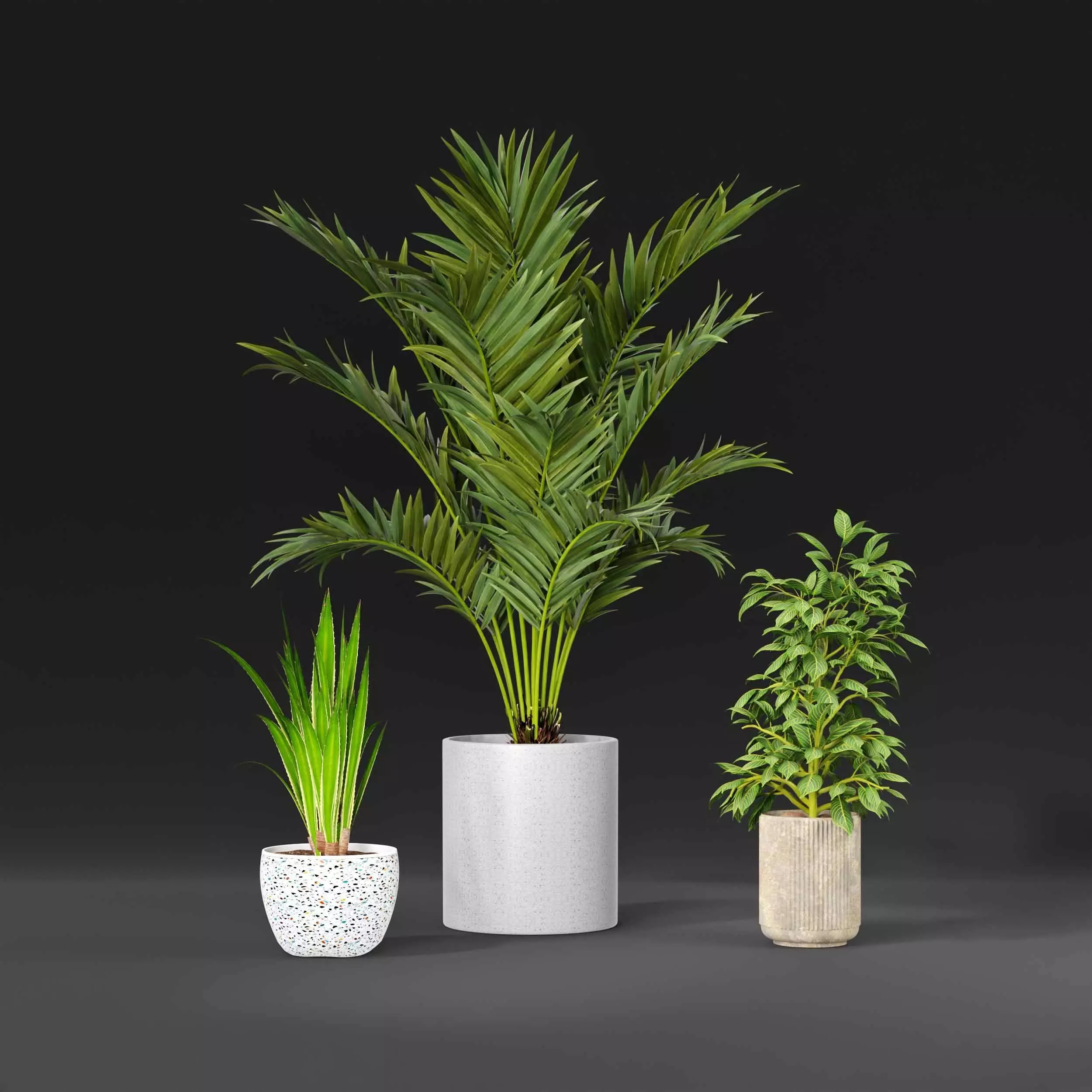 indoor plant collection 09 3D model_1