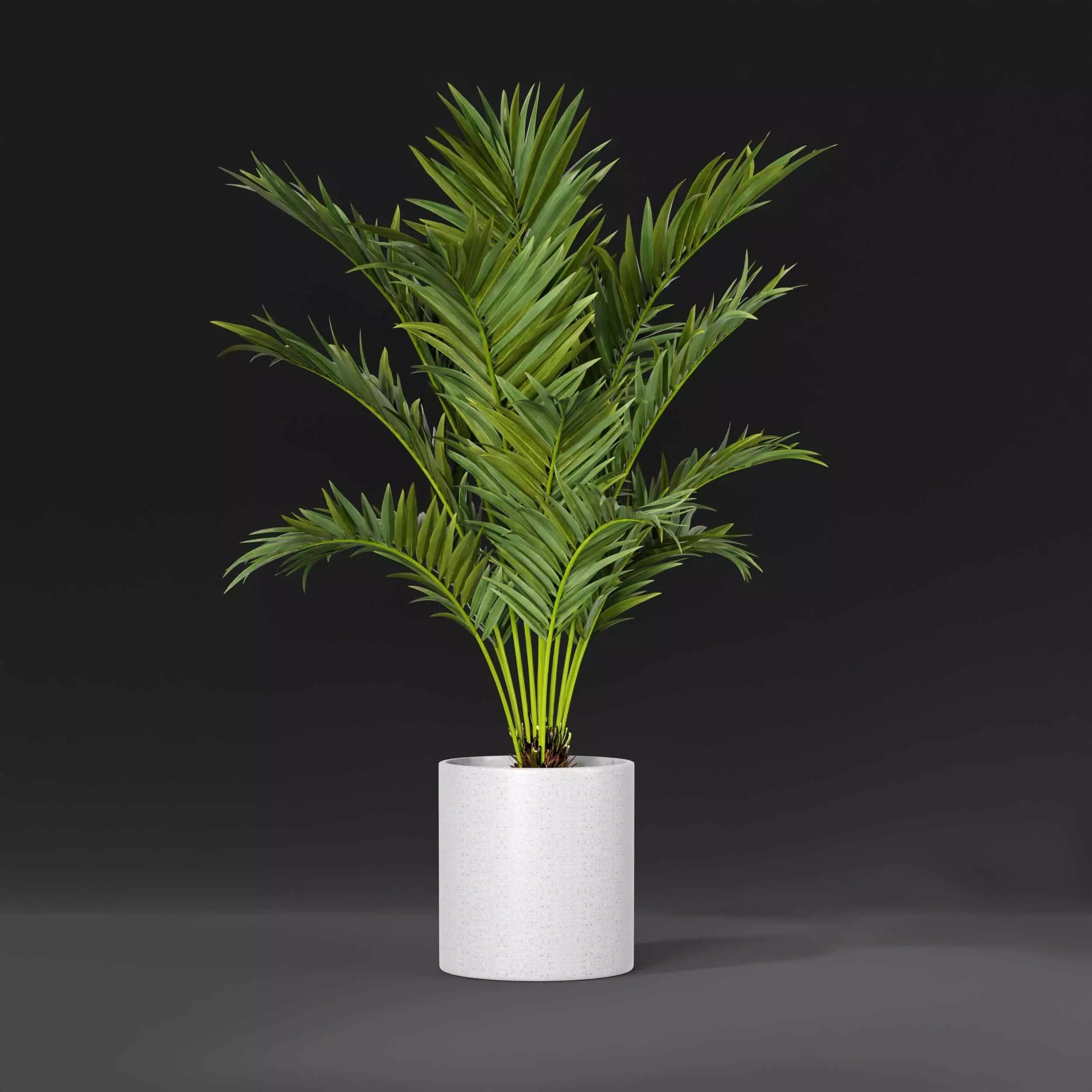 indoor plant collection 09 3D model_2