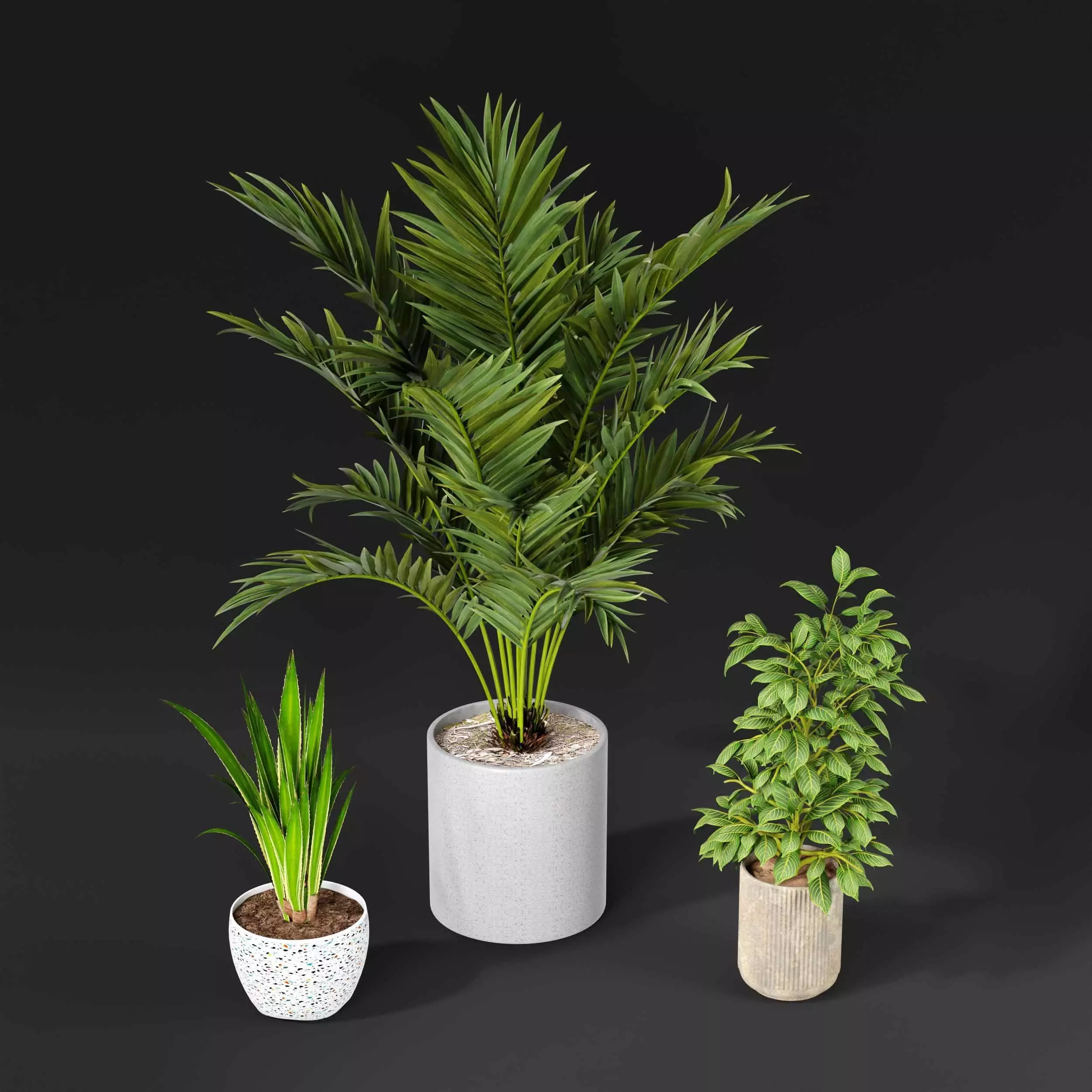 indoor plant collection 09 3D model_0