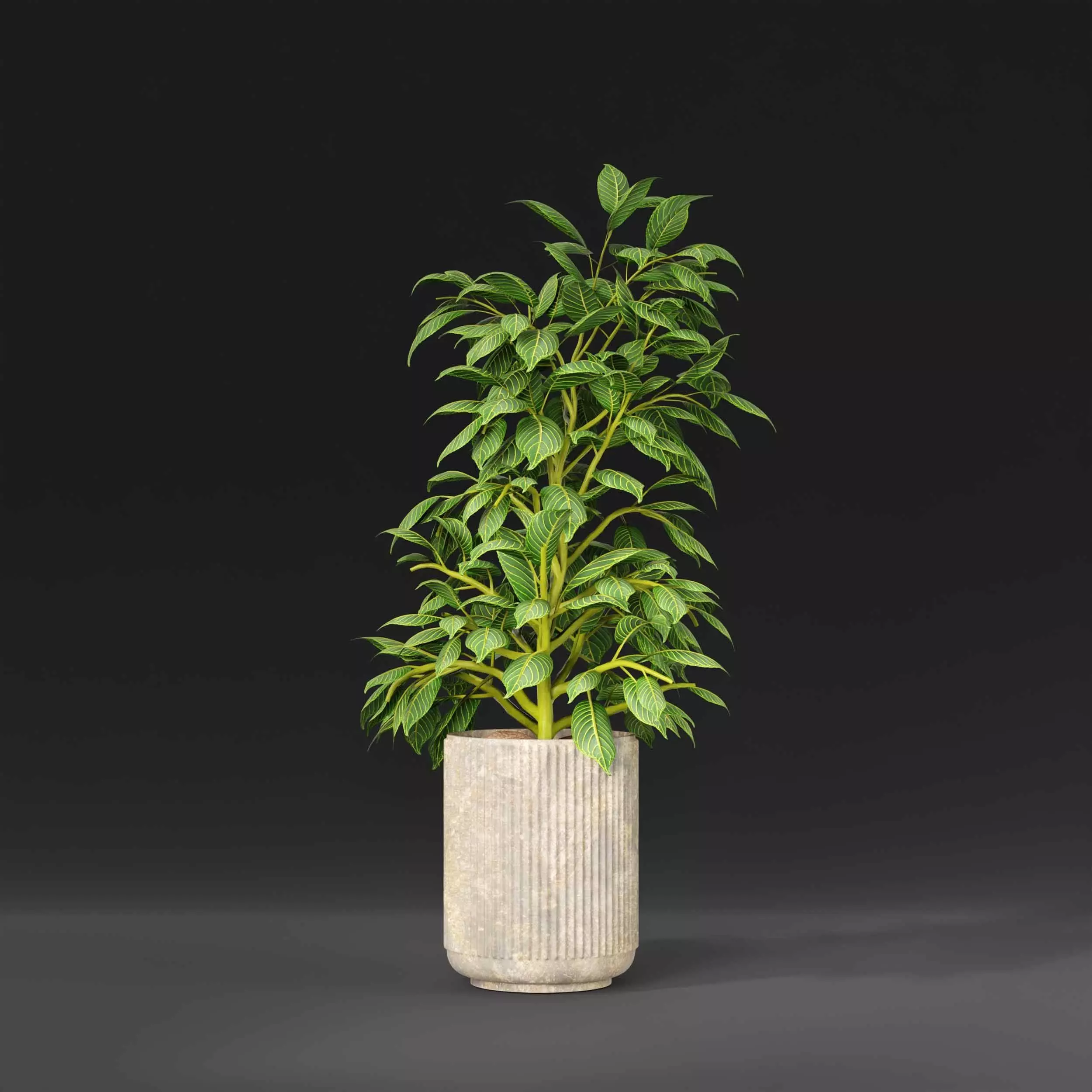 indoor plant collection 09 3D model_3
