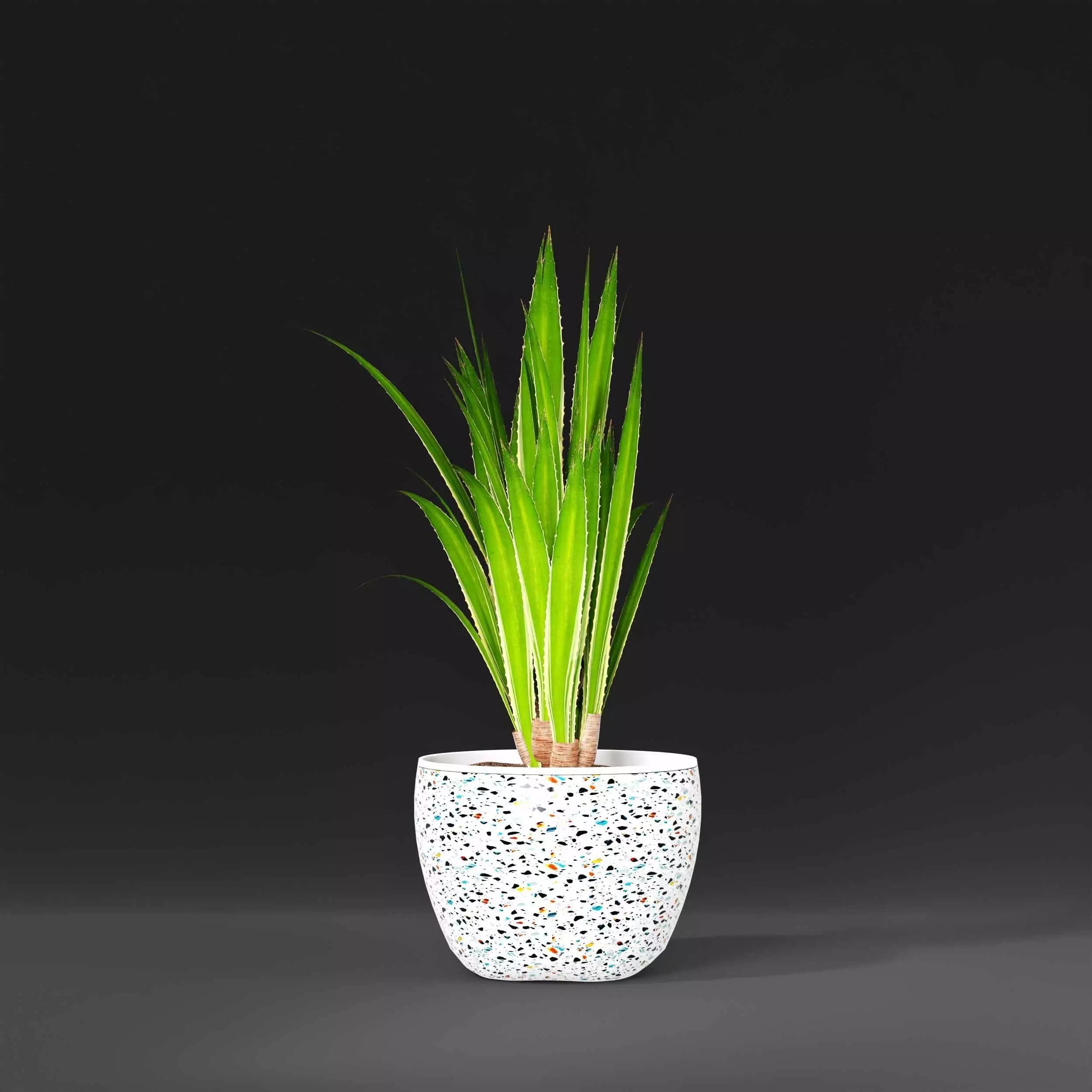 indoor plant collection 09 3D model_4