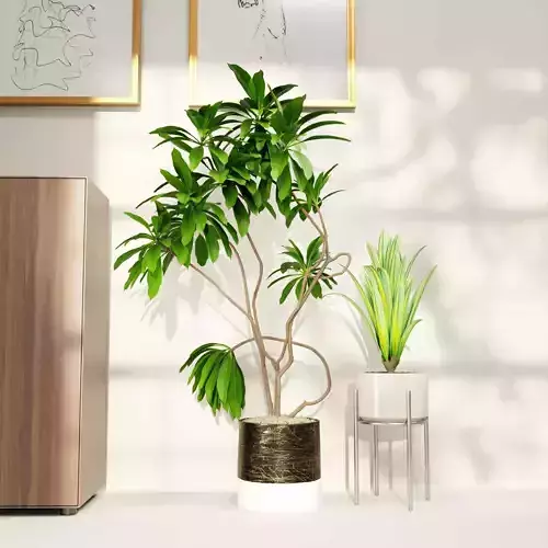 indoor plant collection 10