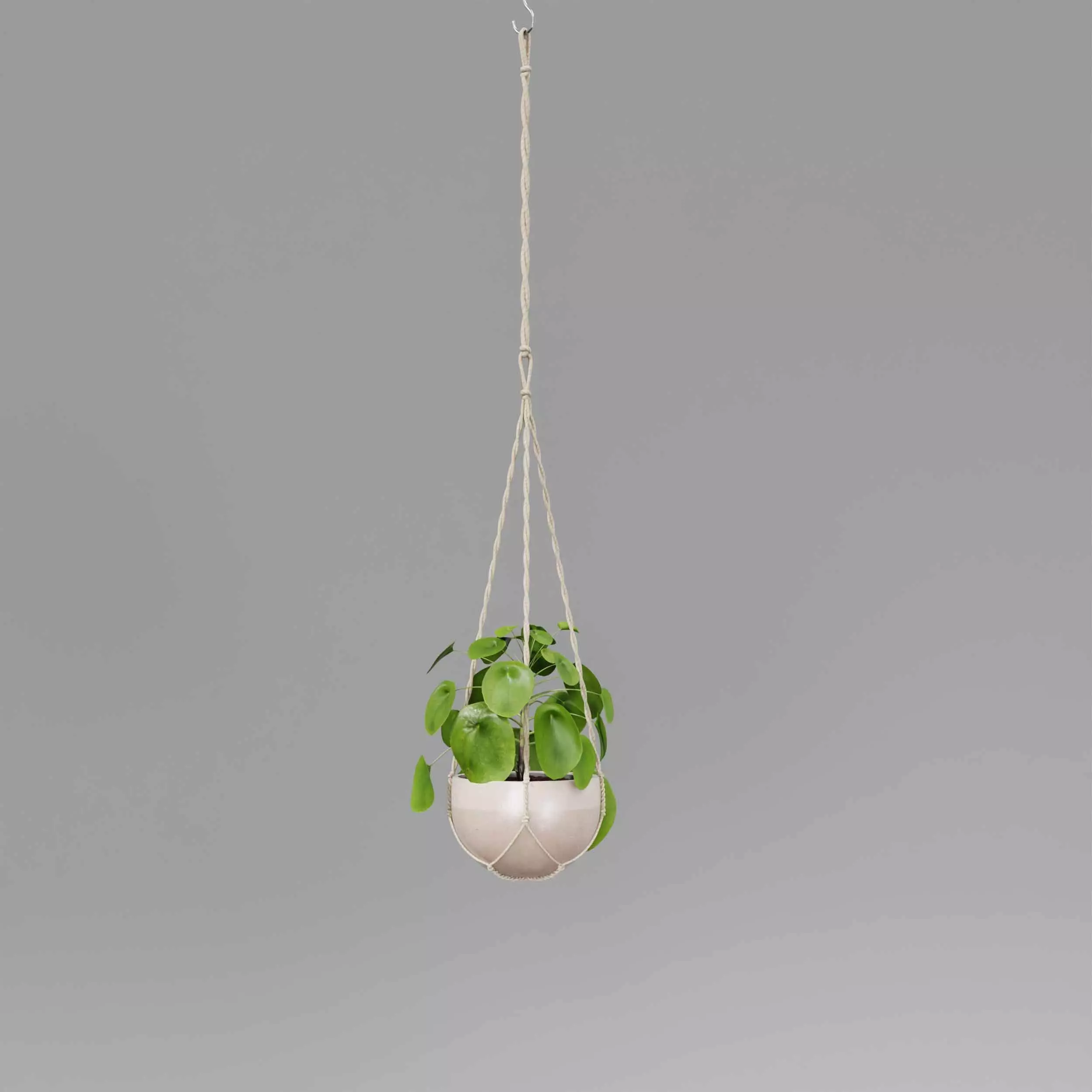 indoor plant collection 11 3D model_3