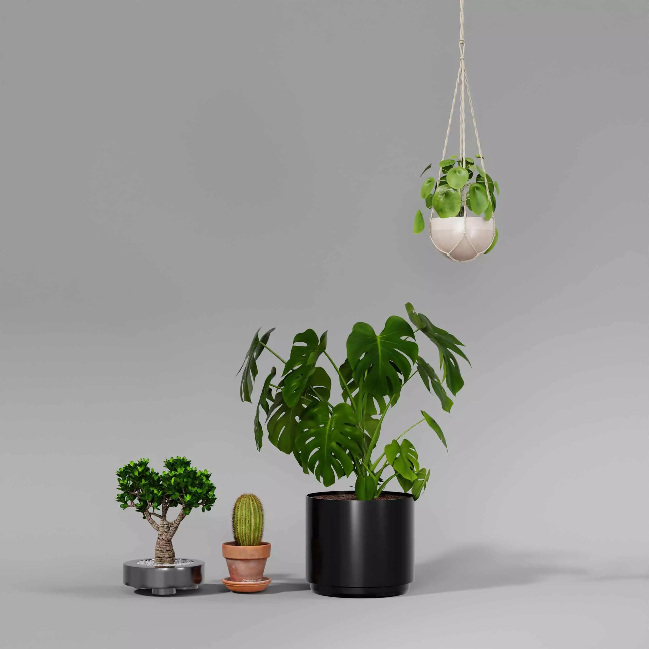 indoor plant collection 11 3D model_2
