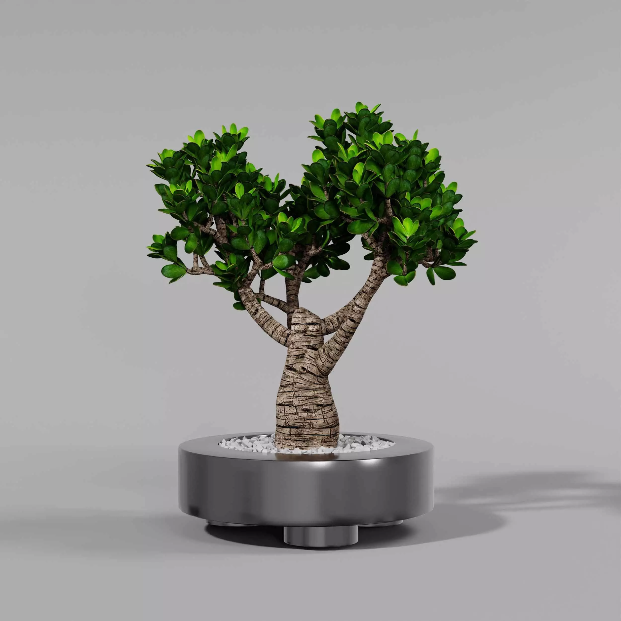 indoor plant collection 11 3D model_6