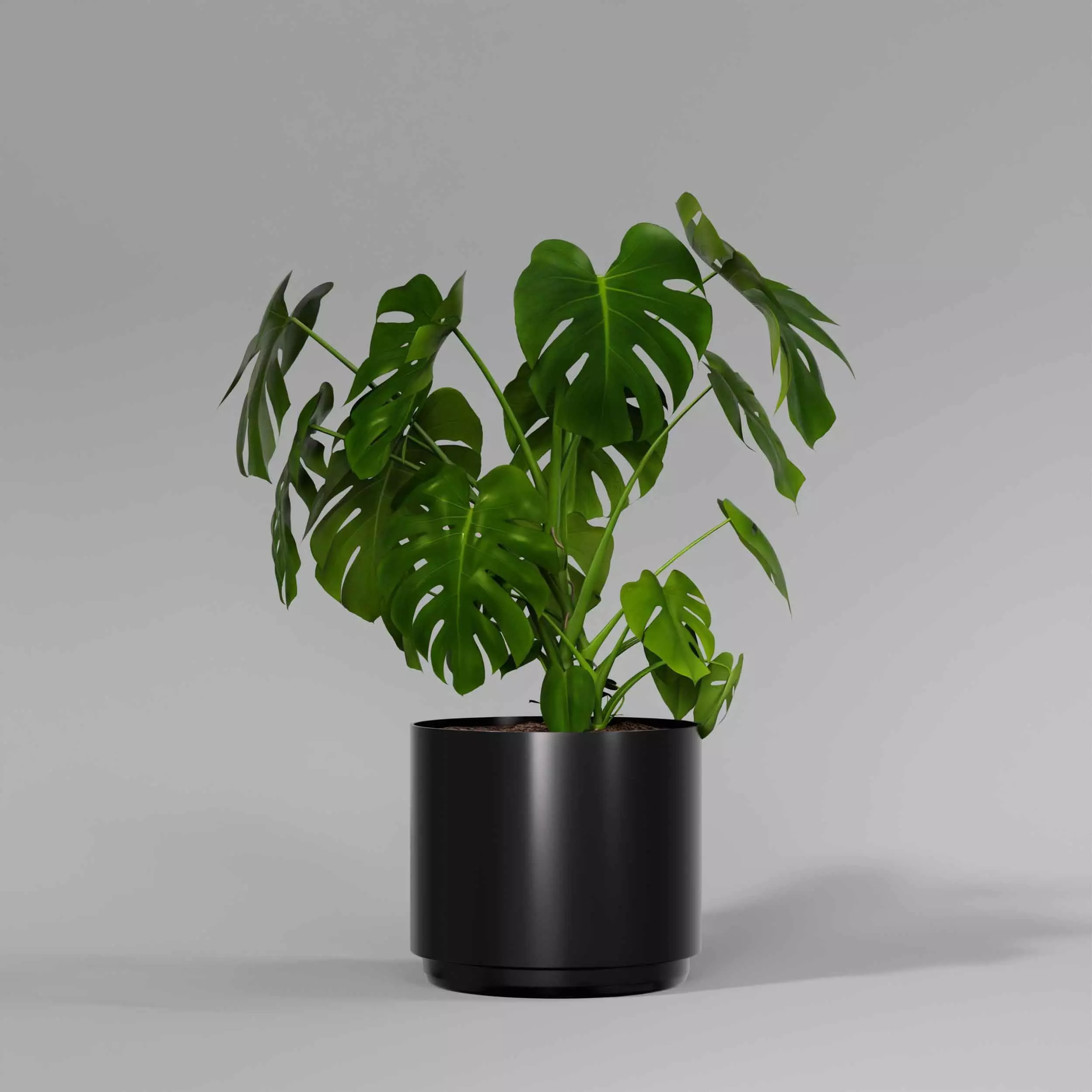 indoor plant collection 11 3D model_4