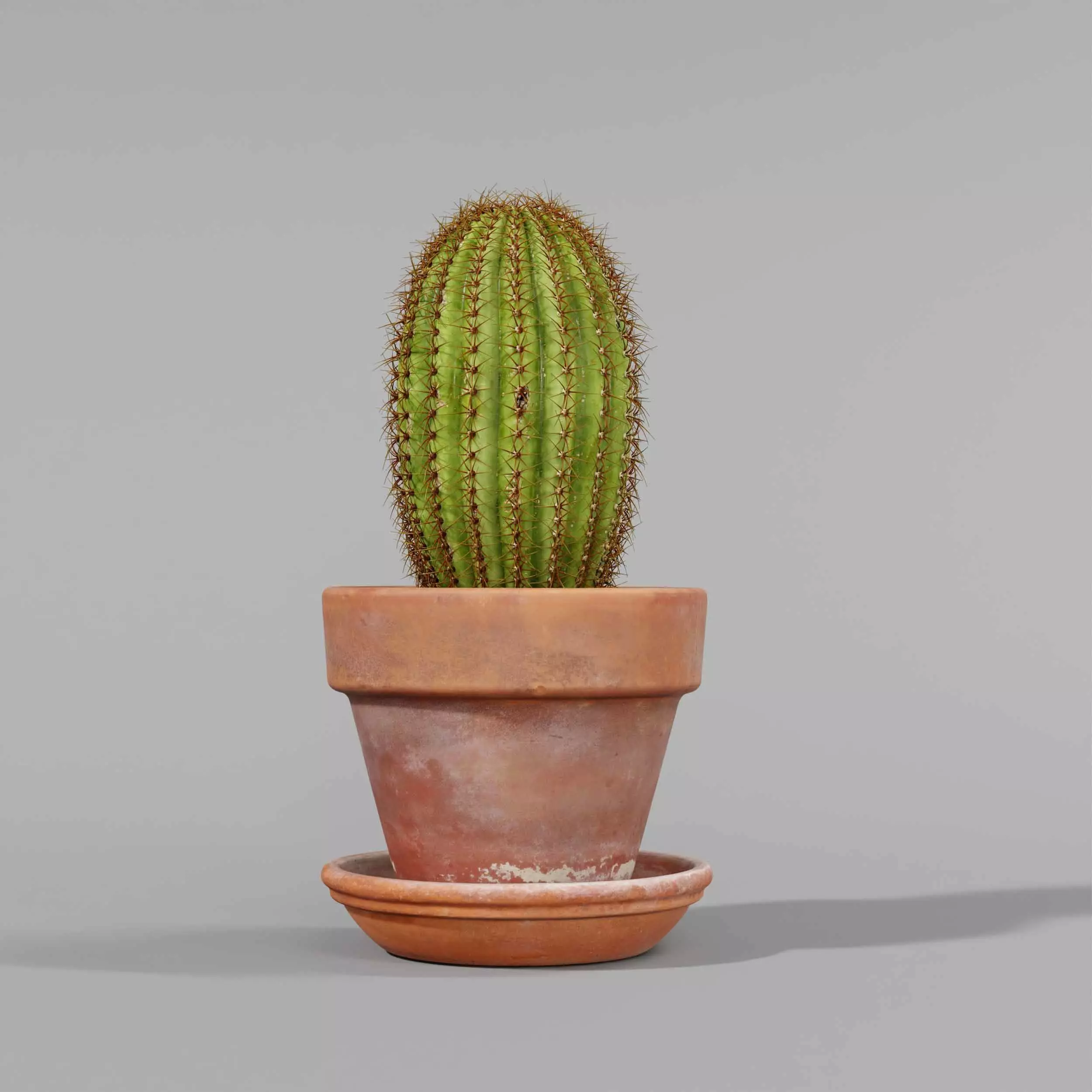 indoor plant collection 11 3D model_5