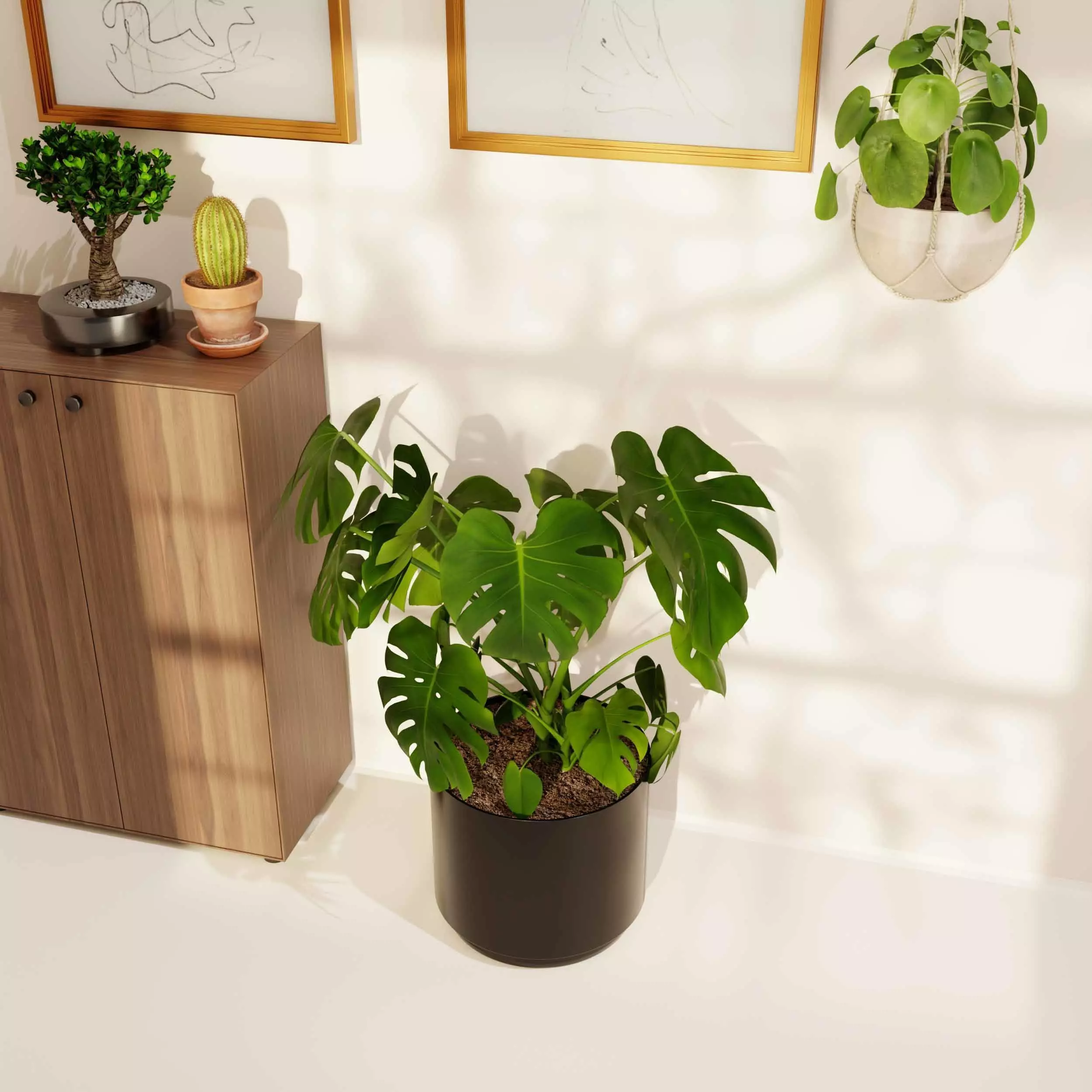 indoor plant collection 11 3D model_1