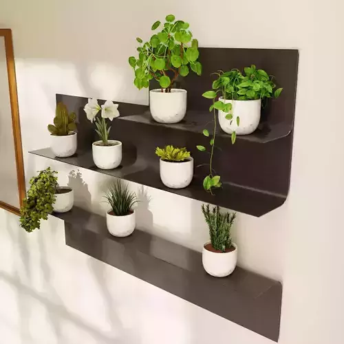 indoor plant collection 12