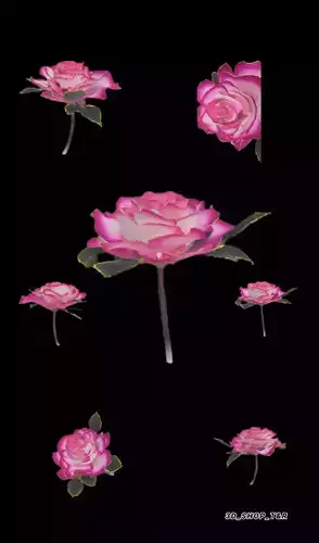 Rose Flower 3D Model