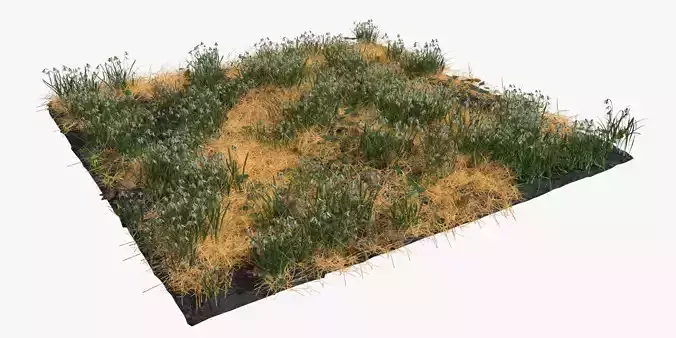 Common Snowdrop Meadow Patch