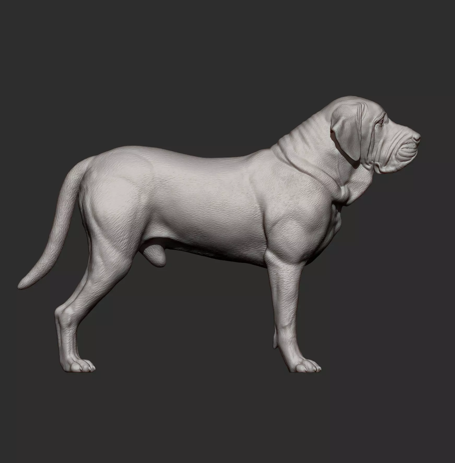 Fila Brasileiro 3D print model_9
