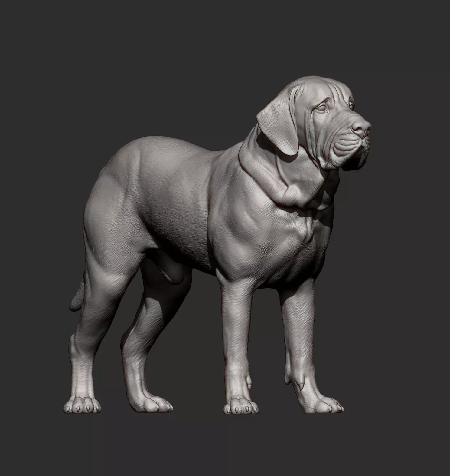 Fila Brasileiro 3D print model_10