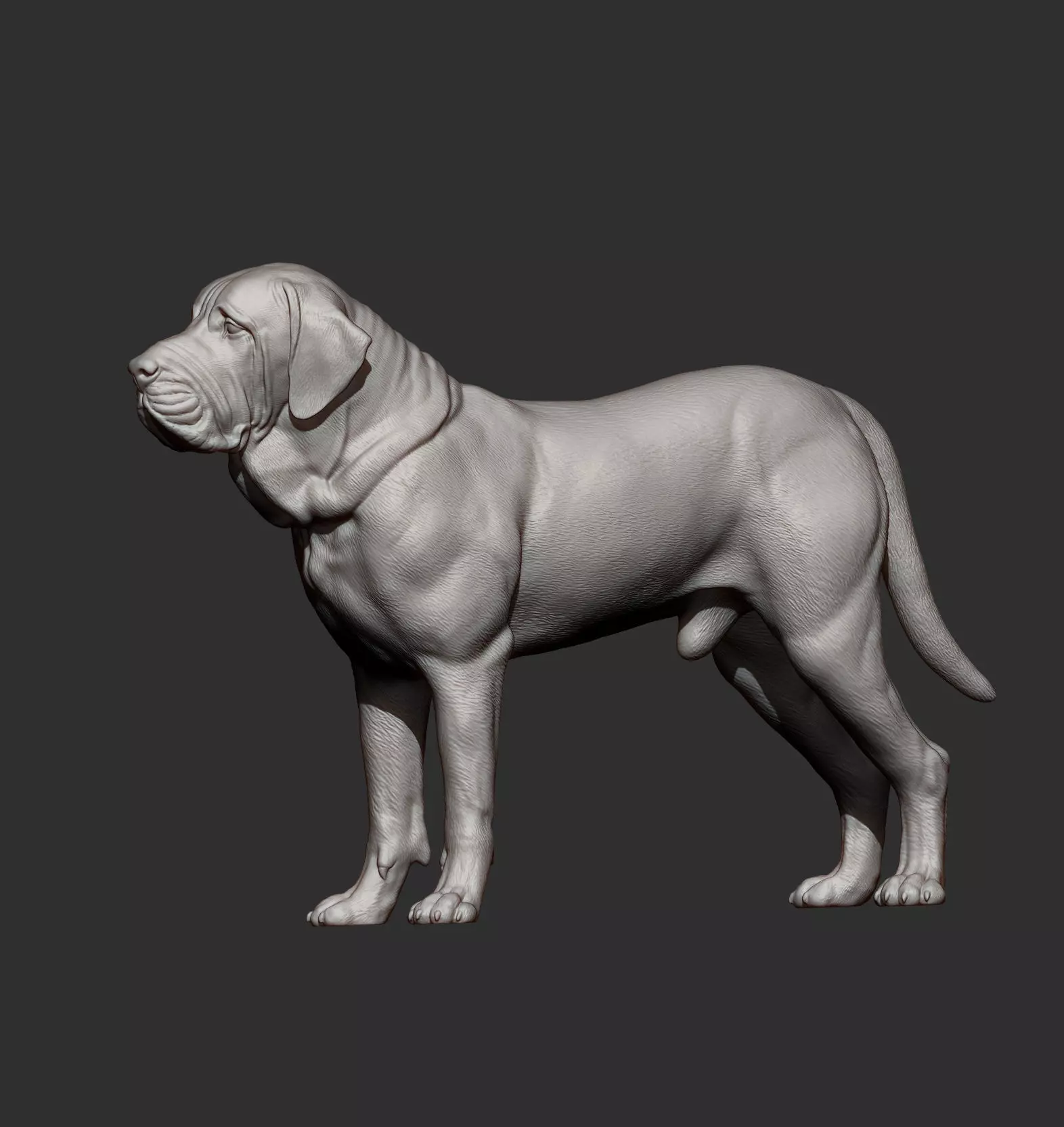 Fila Brasileiro 3D print model_8