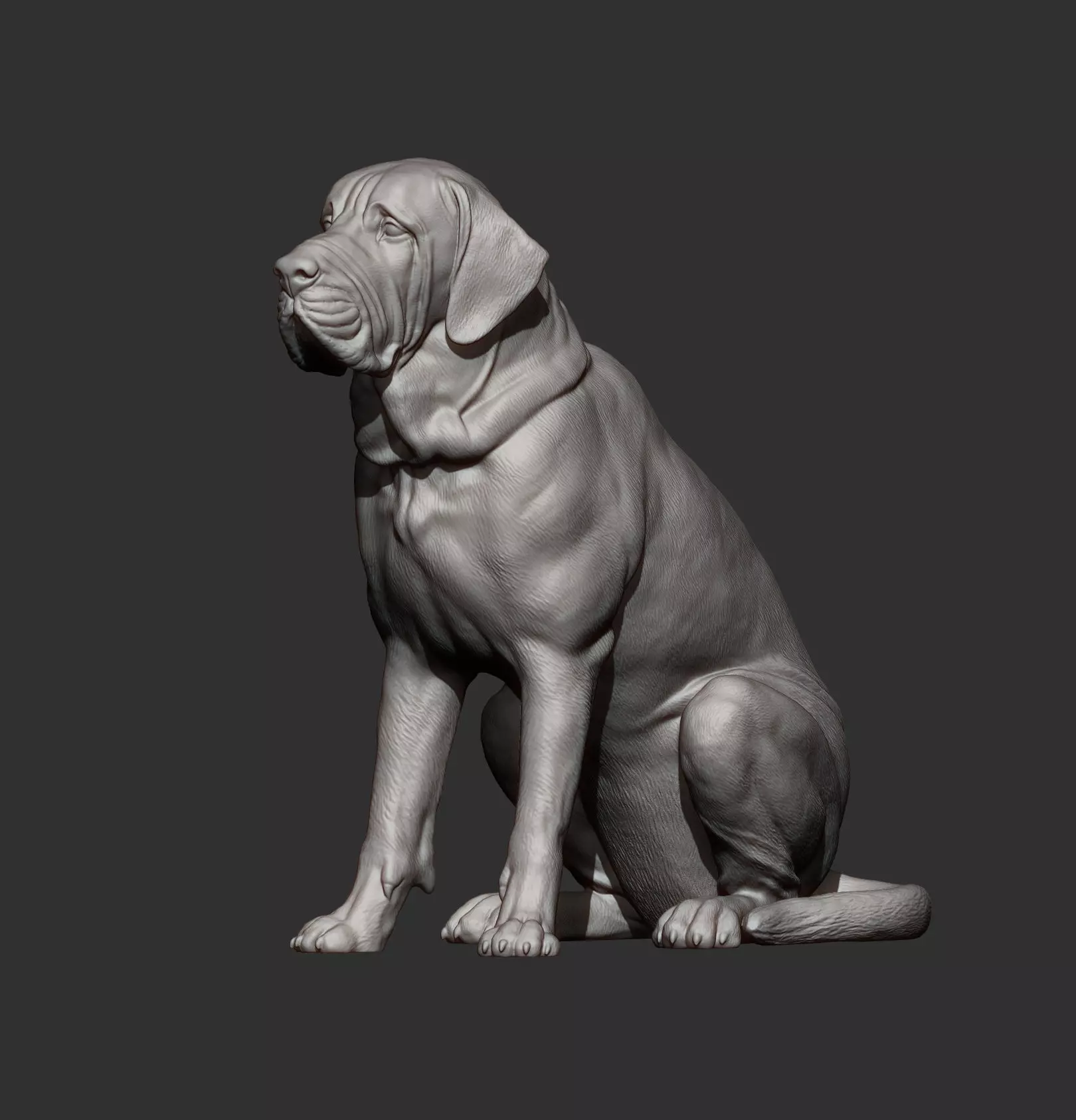 Fila Brasileiro Sits 3D print model_9