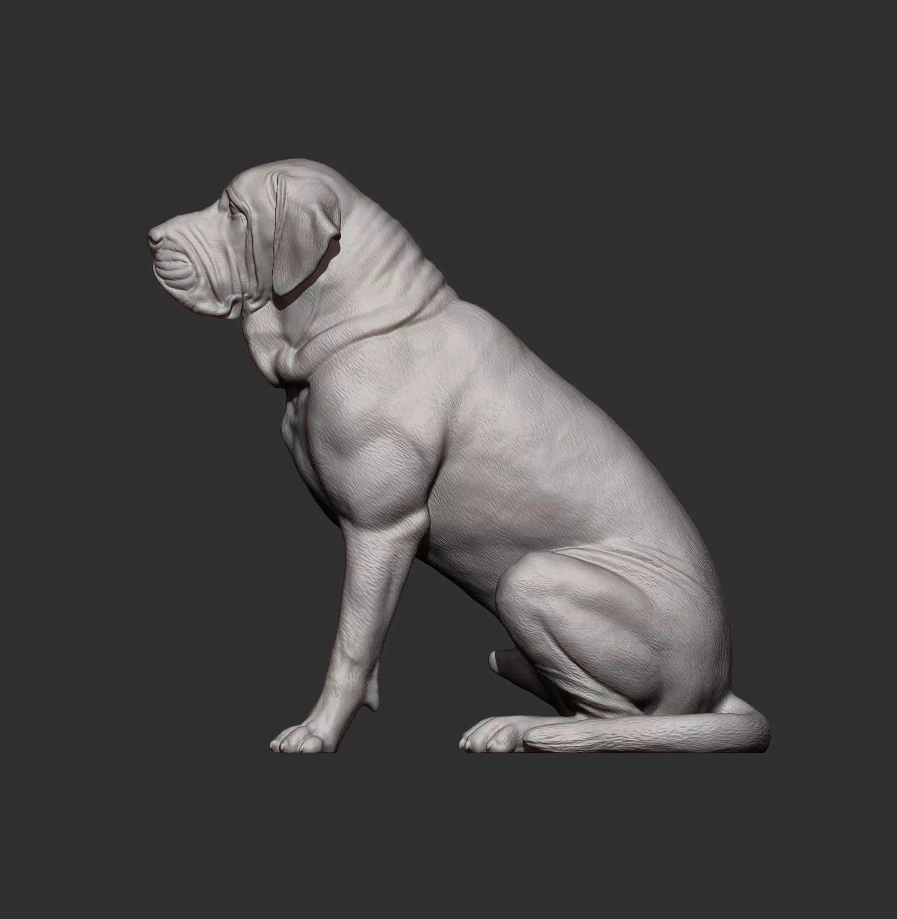 Fila Brasileiro Sits 3D print model_7