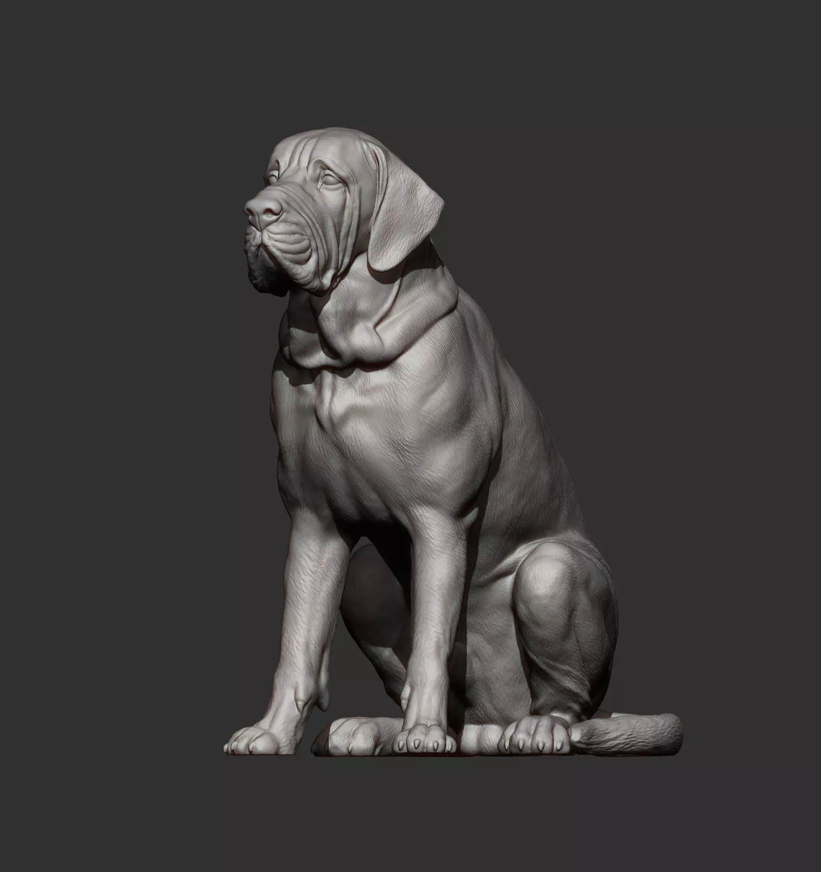 Fila Brasileiro Sits 3D print model_11