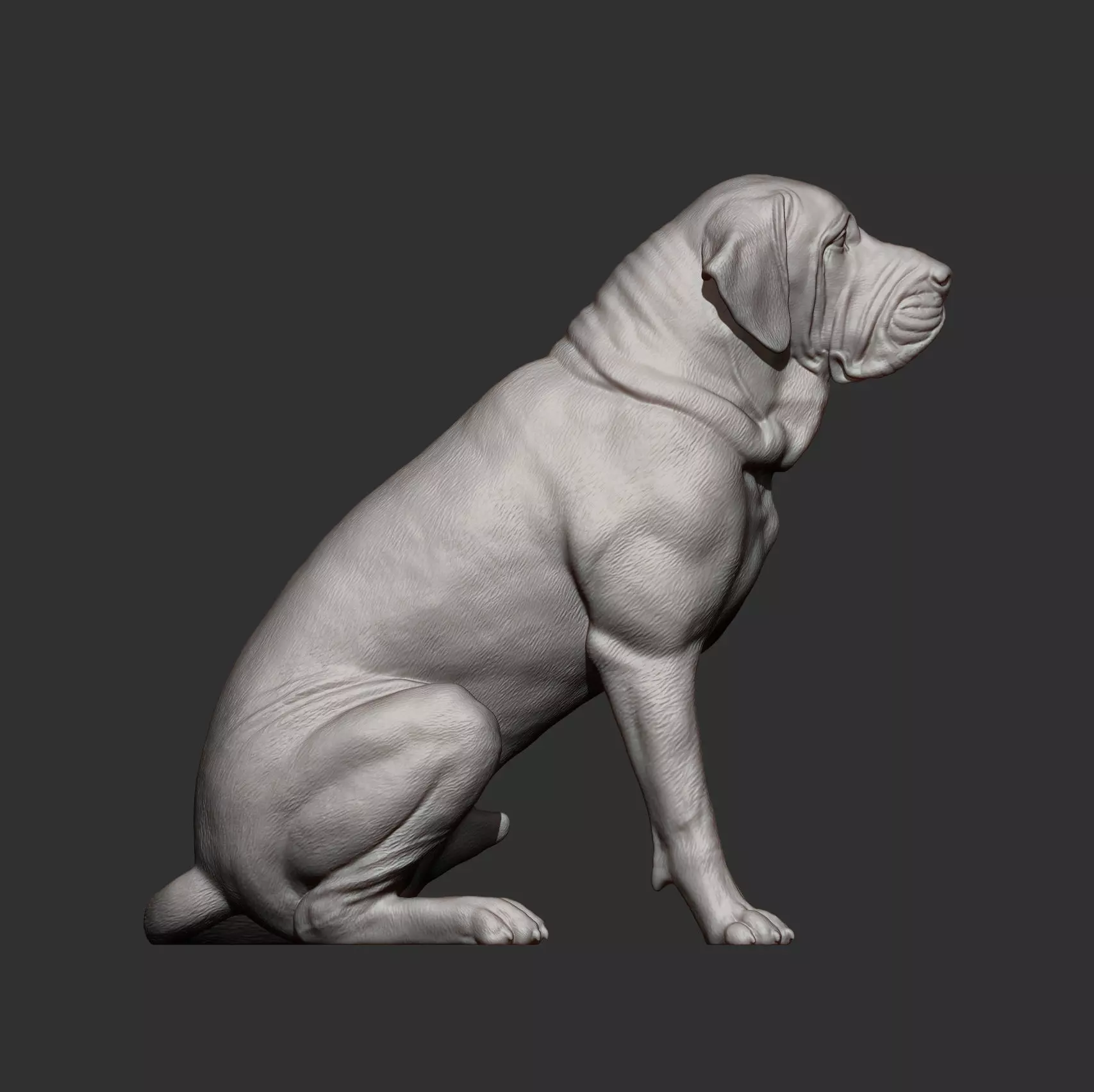 Fila Brasileiro Sits 3D print model_10