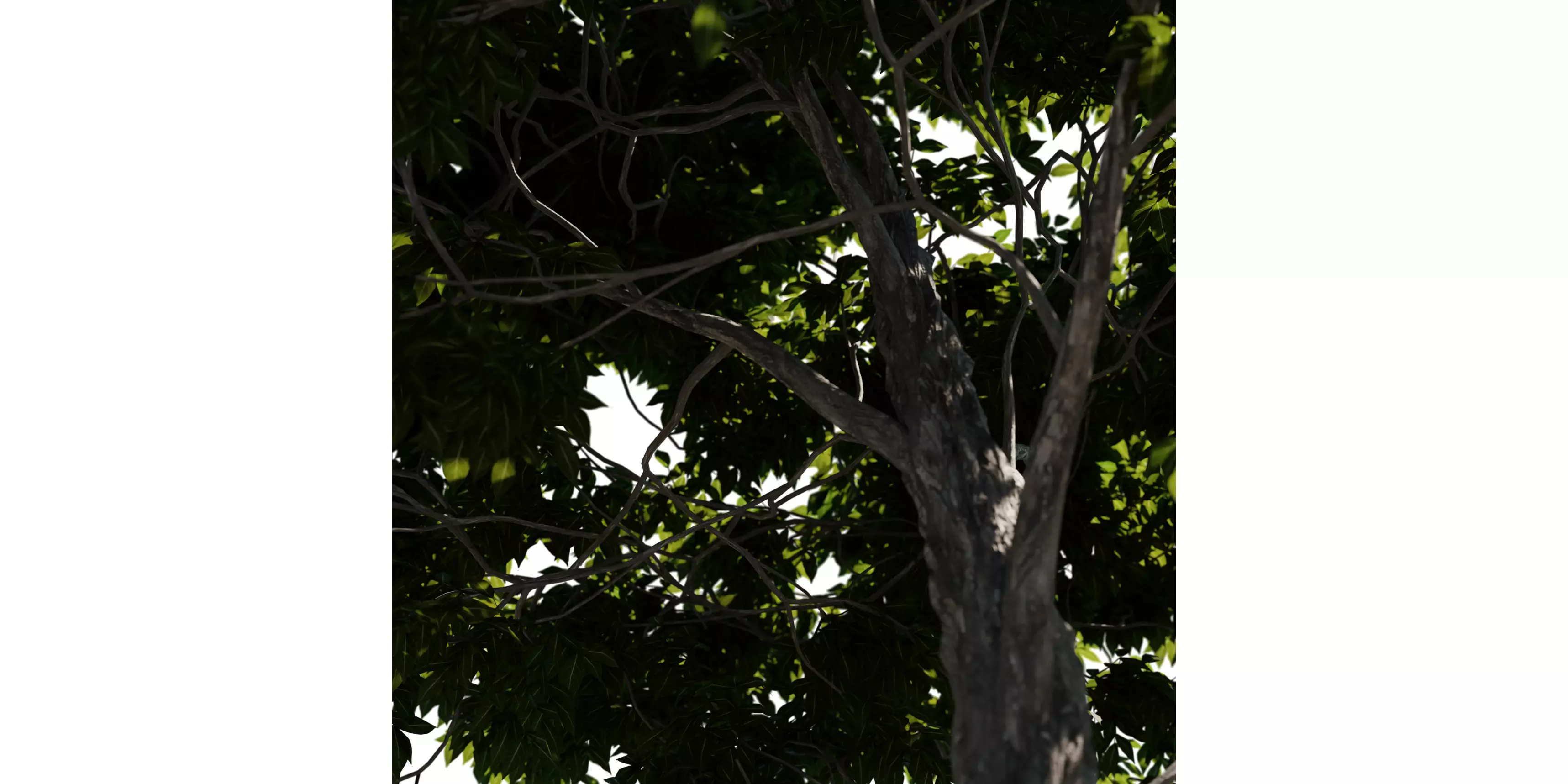 Red Hickory Tree 02 Free 3D model_3