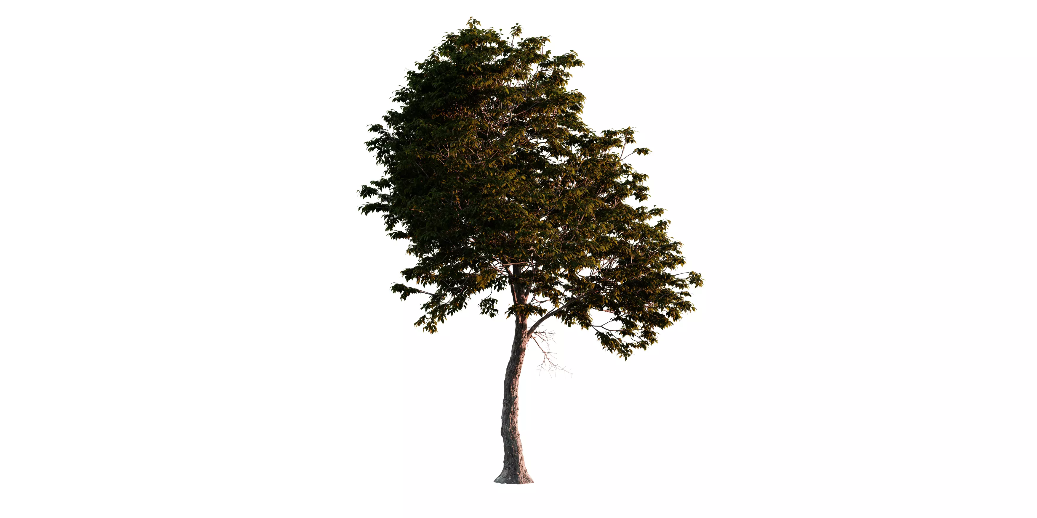 Red Hickory Tree 02 Free 3D model_1