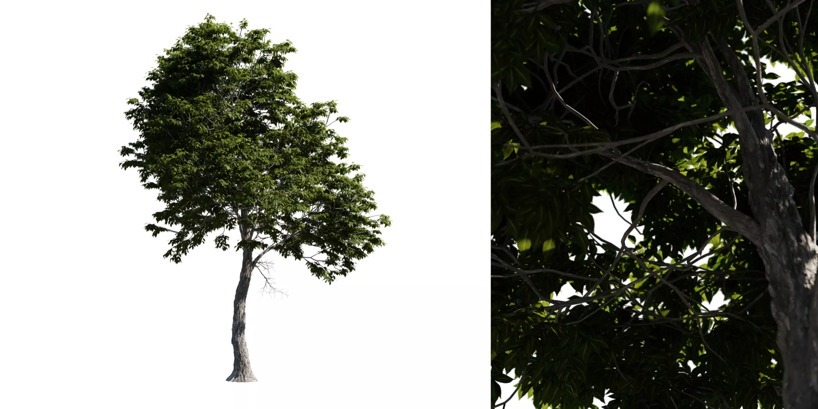 Red Hickory Tree 02 Free 3D model_0
