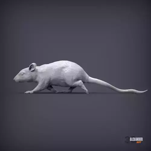 rat is running
