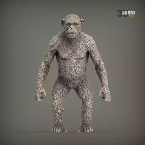 chimpanzee is standing