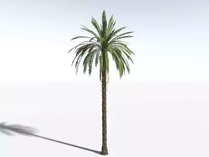 EVERYPlant Date Palm