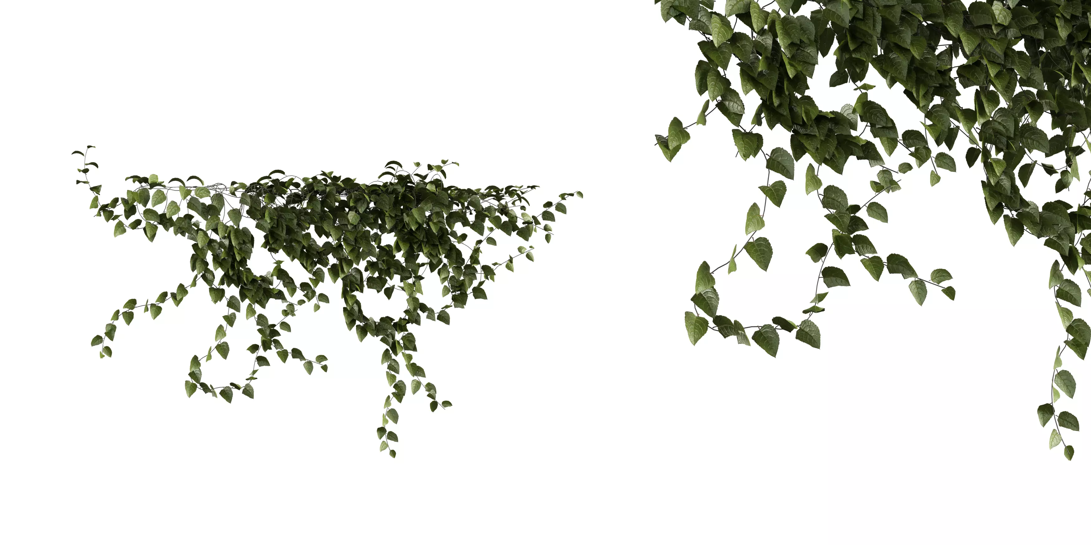 Hanging Wall Ivy 02 Free low-poly 3D model_0