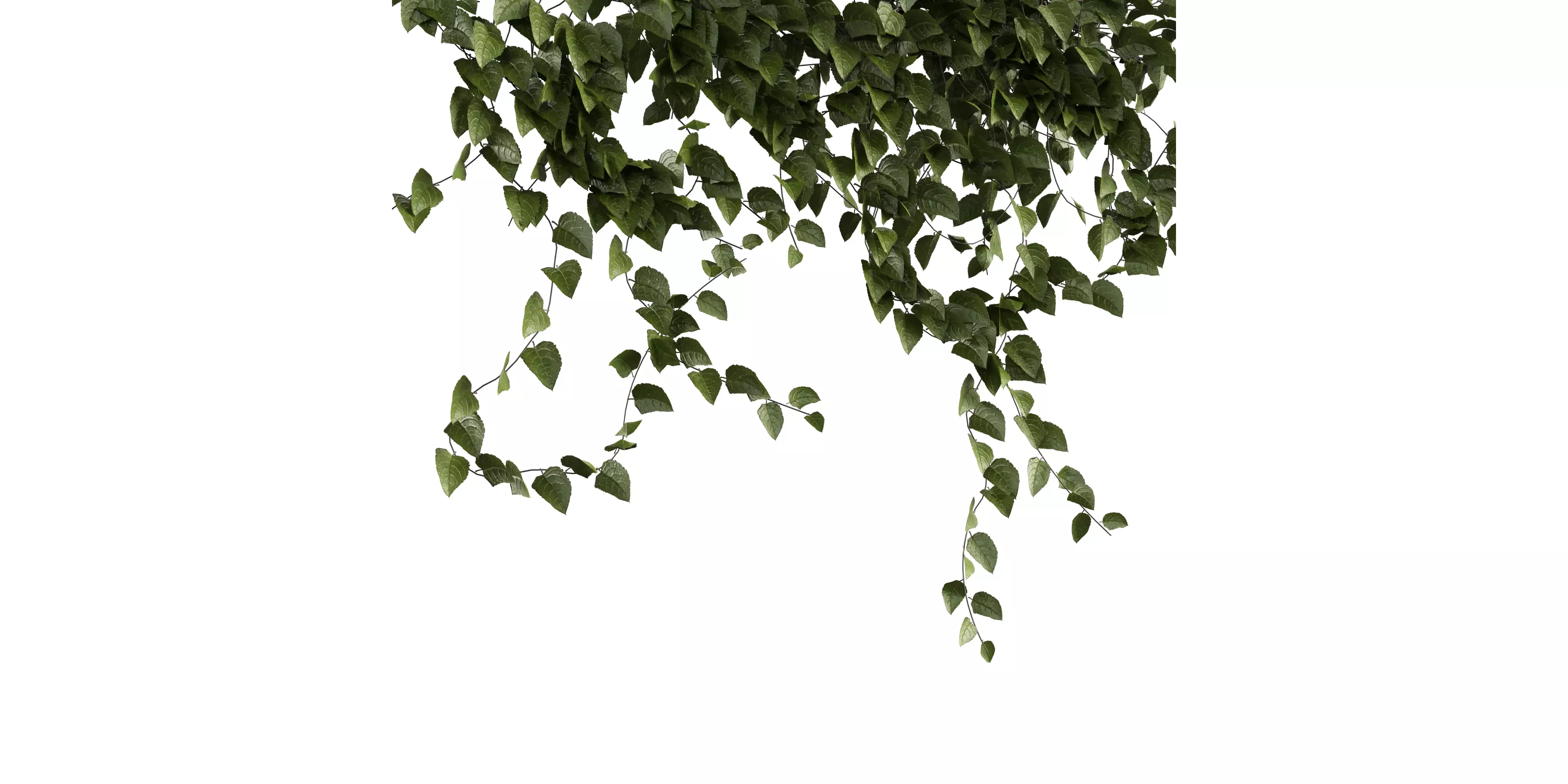 Hanging Wall Ivy 02 Free low-poly 3D model_3