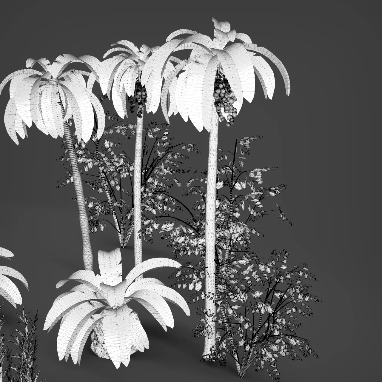 Essential Plant Pack  Palms Herbs and foliage 3D model_20