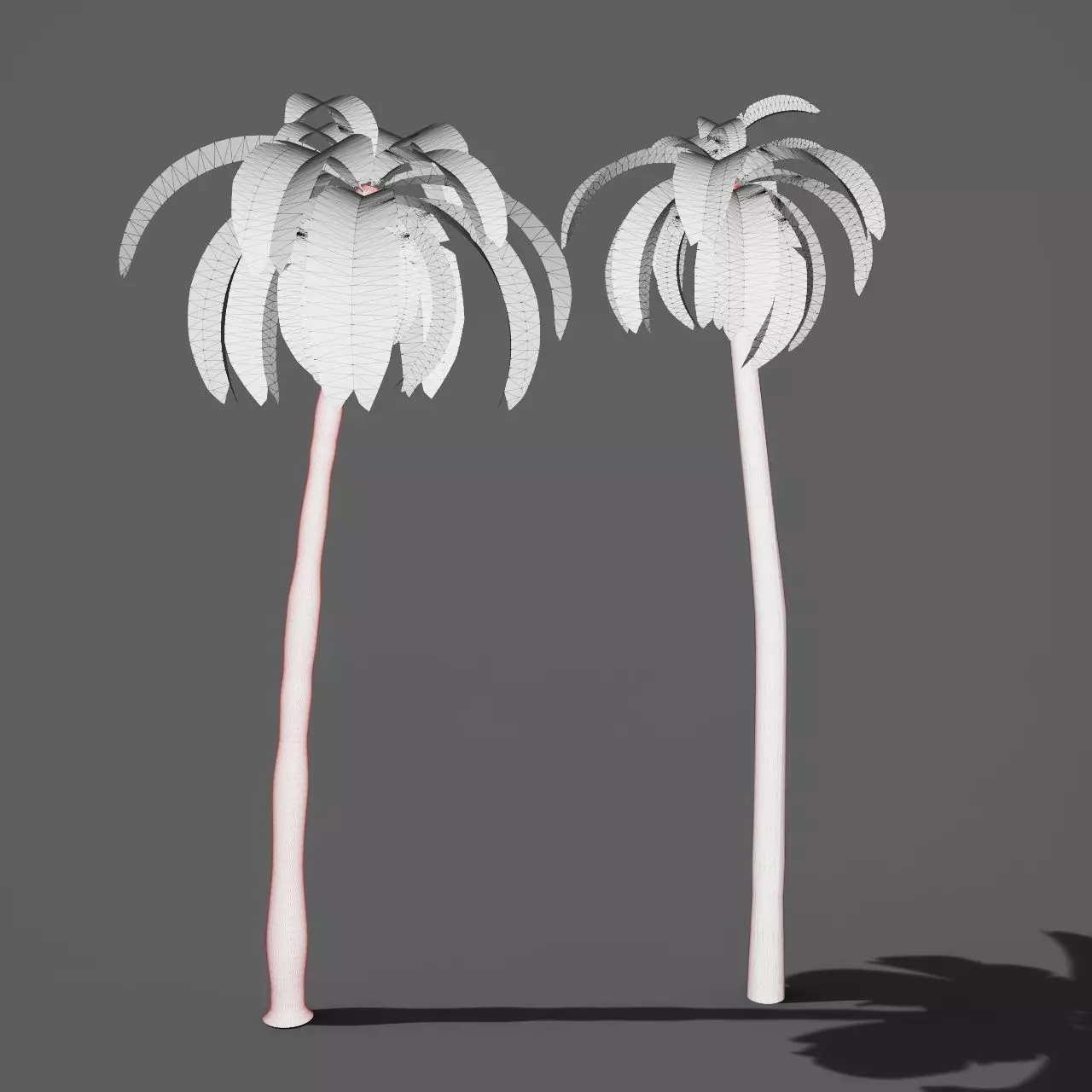 Essential Plant Pack  Palms Herbs and foliage 3D model_29