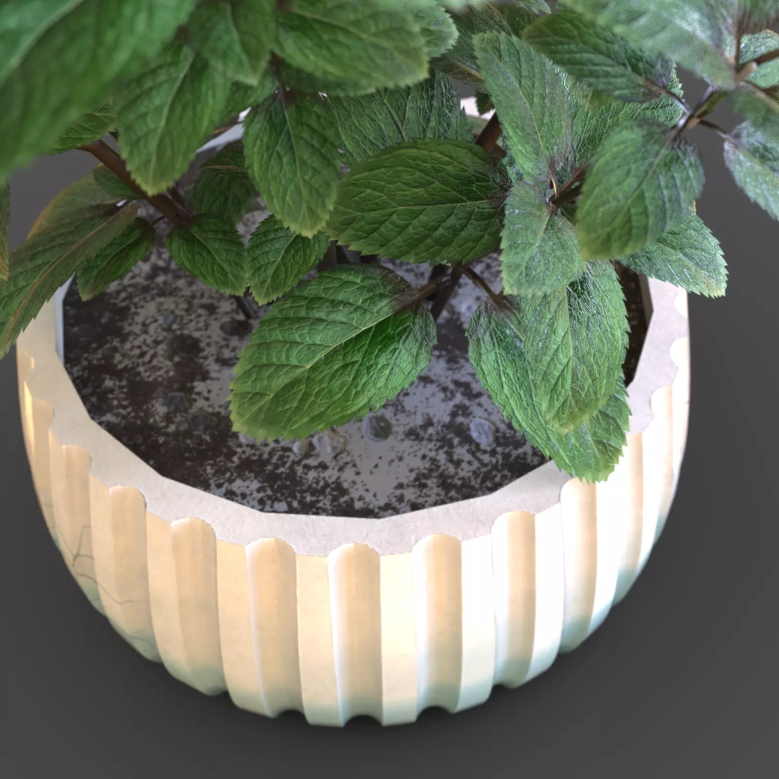 Essential Plant Pack  Palms Herbs and foliage 3D model_6