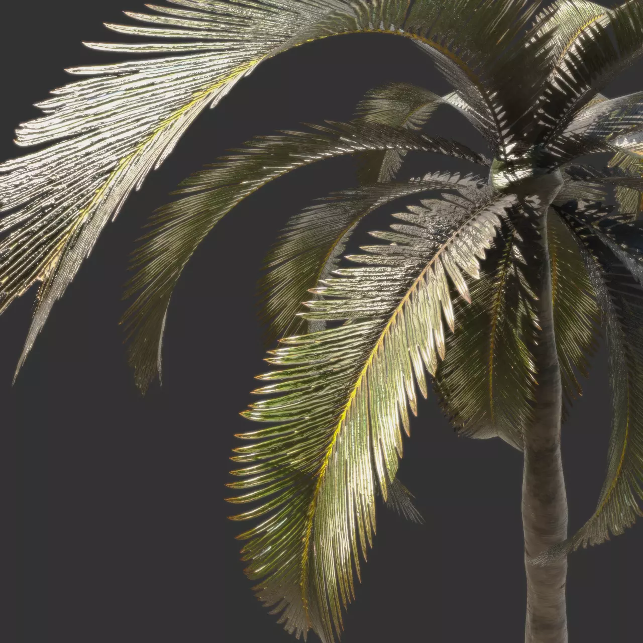 Essential Plant Pack  Palms Herbs and foliage 3D model_9