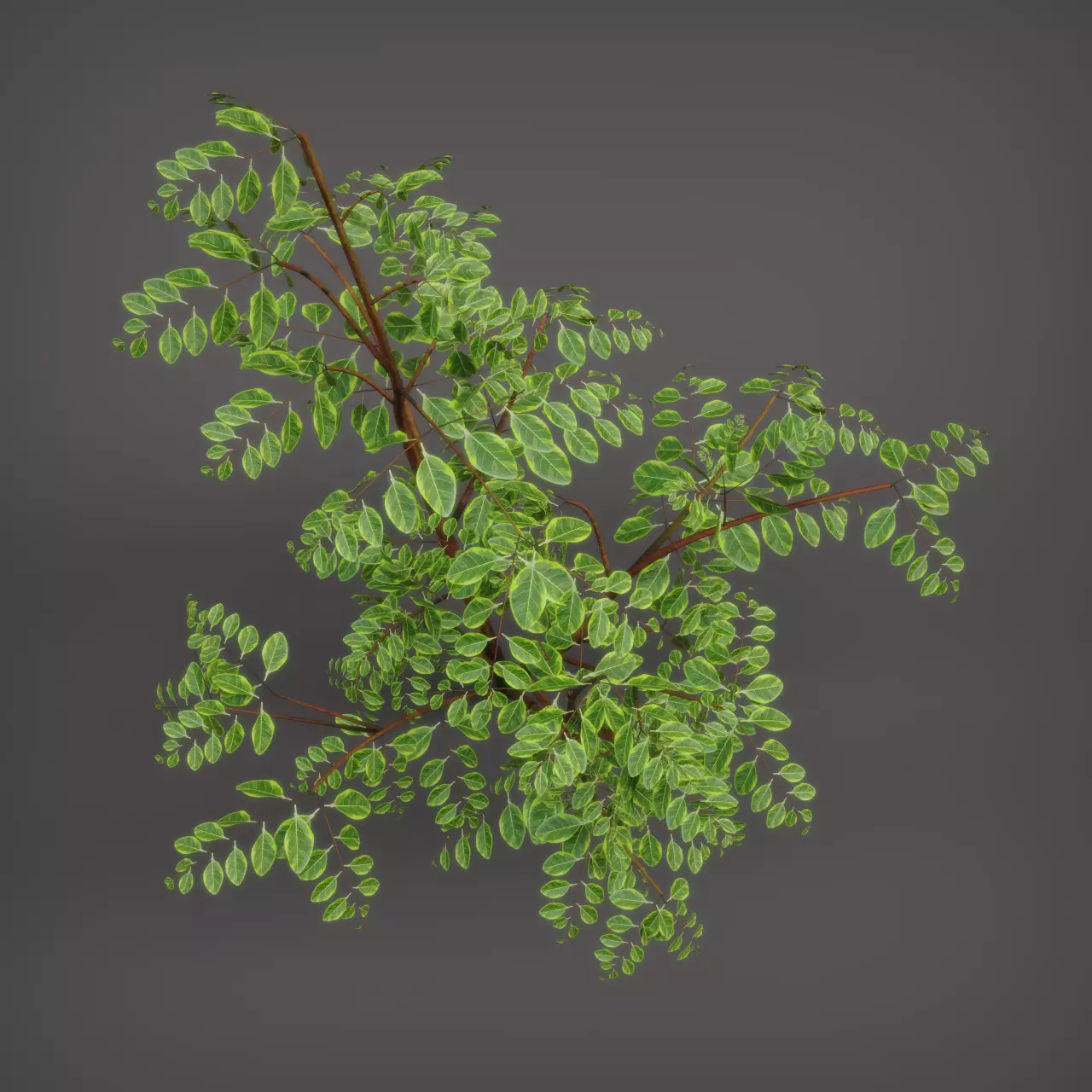 Essential Plant Pack  Palms Herbs and foliage 3D model_4