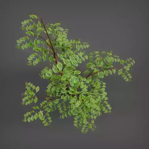 Essential Plant Pack  Palms Herbs and foliage 3D model 5