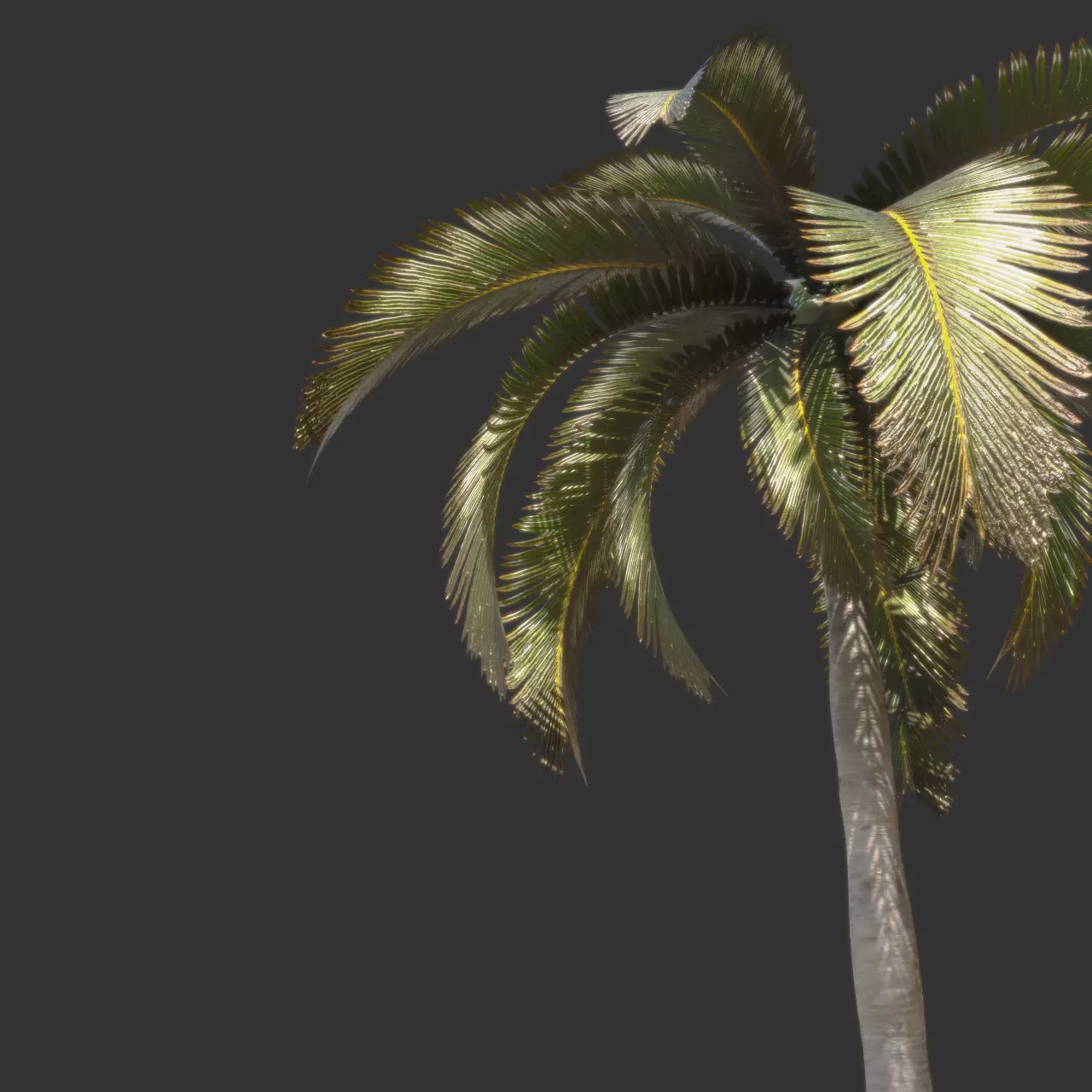 Essential Plant Pack  Palms Herbs and foliage 3D model_10